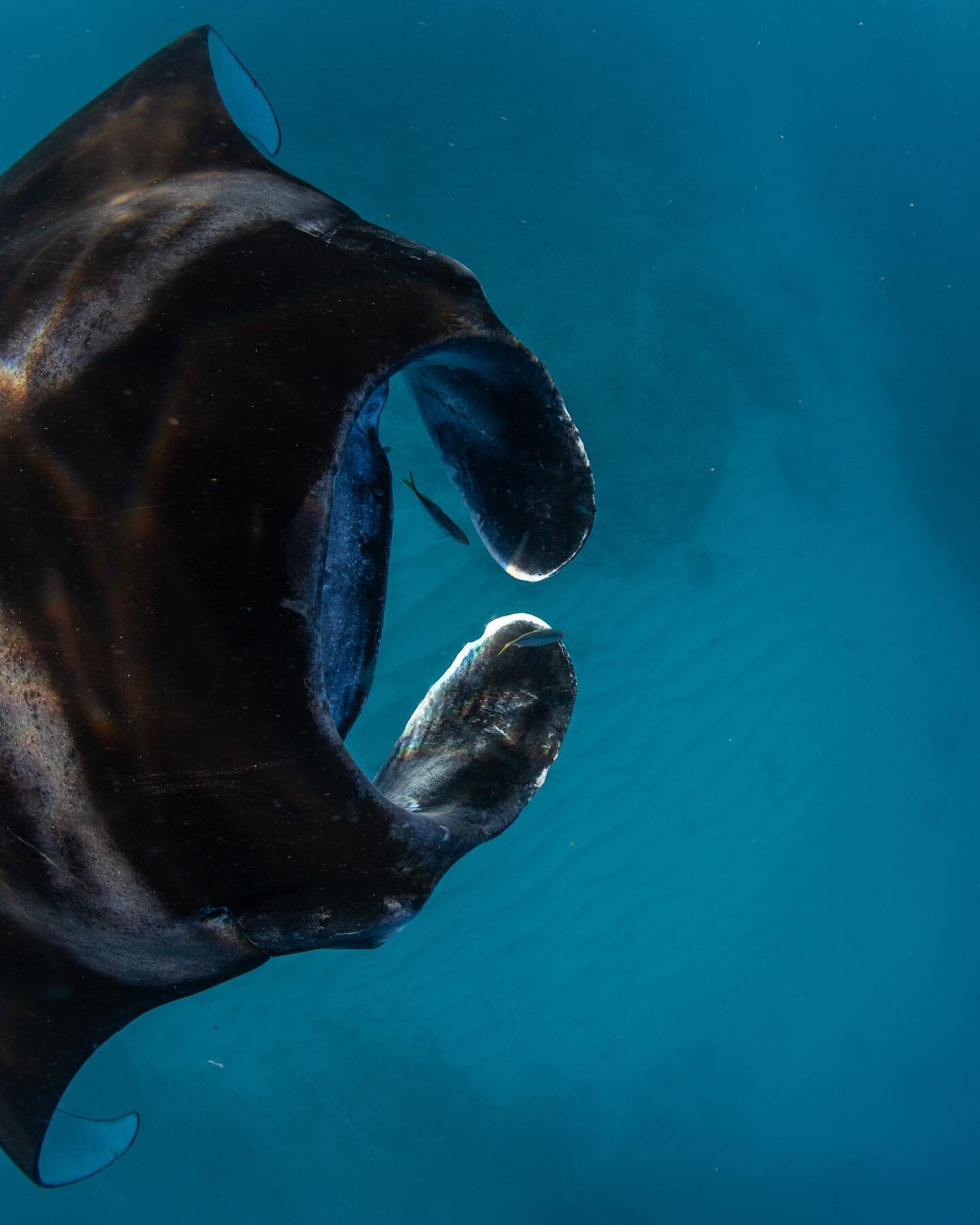 Manta days are good days !

#marinescience #marineanimals #mantas #mantarays #underwater #underwaterphotography #uwwideanglephotography #uwphoto #ningalooreef #ningaloo