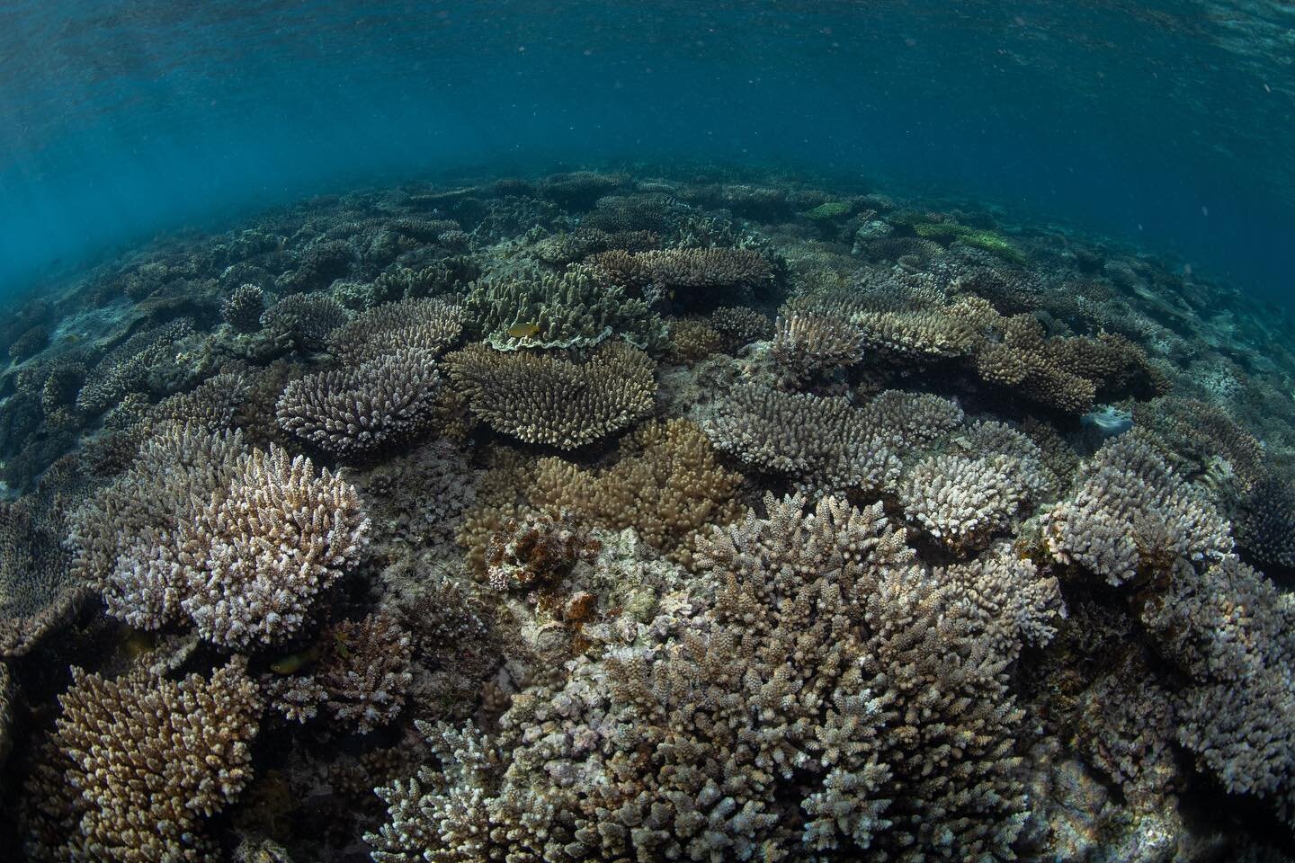 Incredible shallow water corals on the Ningaloo Reef. 

Although the diversity is relatively low, finding healthy shallow reefs these days is becoming more and more difficult in my experience. 

#ningaloo #ningalooreef #exmouth #underwater #underwate