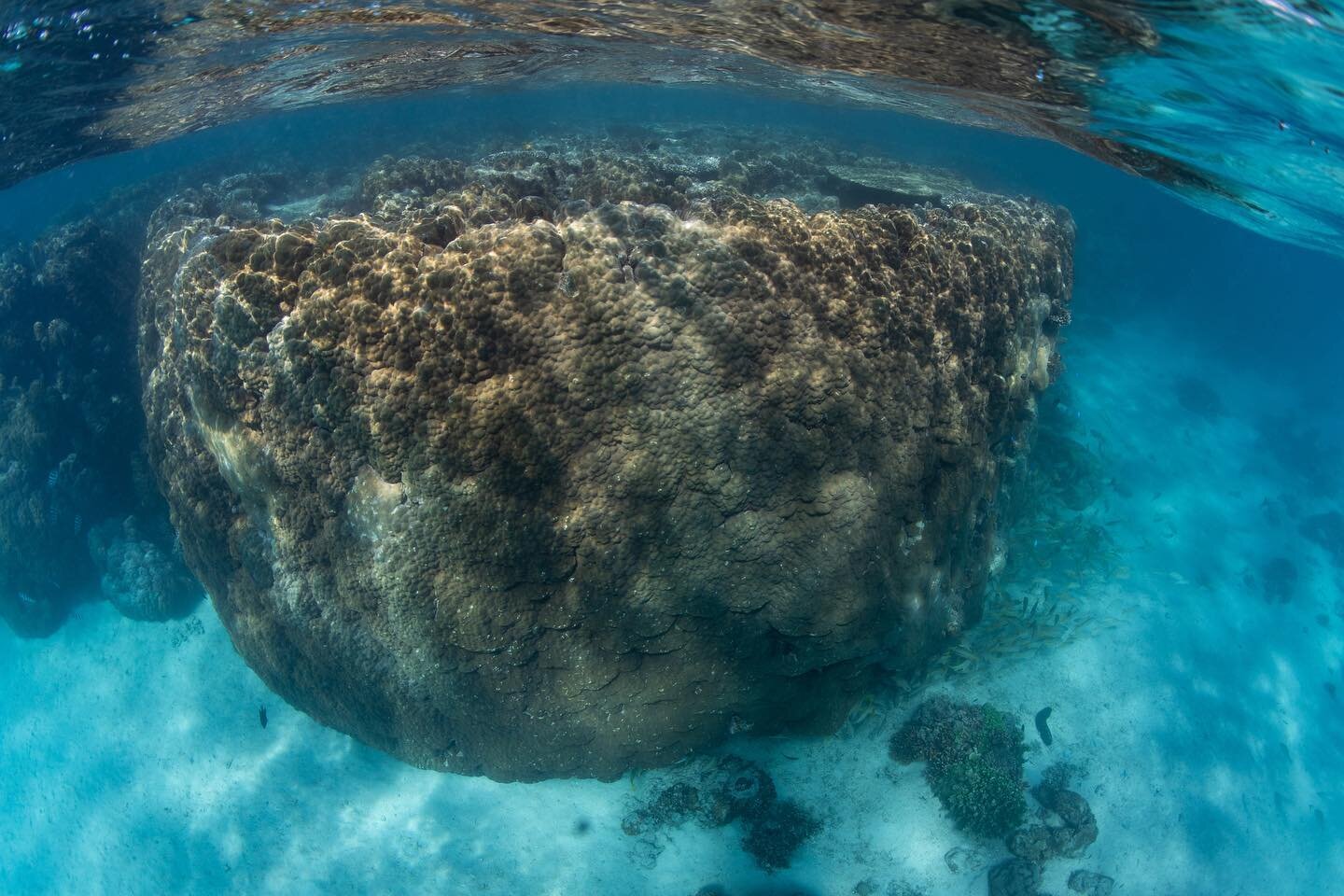 Loving these huge porites bombies in the lagoon.

They grow at an average of 3-4mm per year. When they get above the tidal mark they end up dying, algae grows on the top of the dead reef and reef grazers like parrot fish feed on this algae. A small b