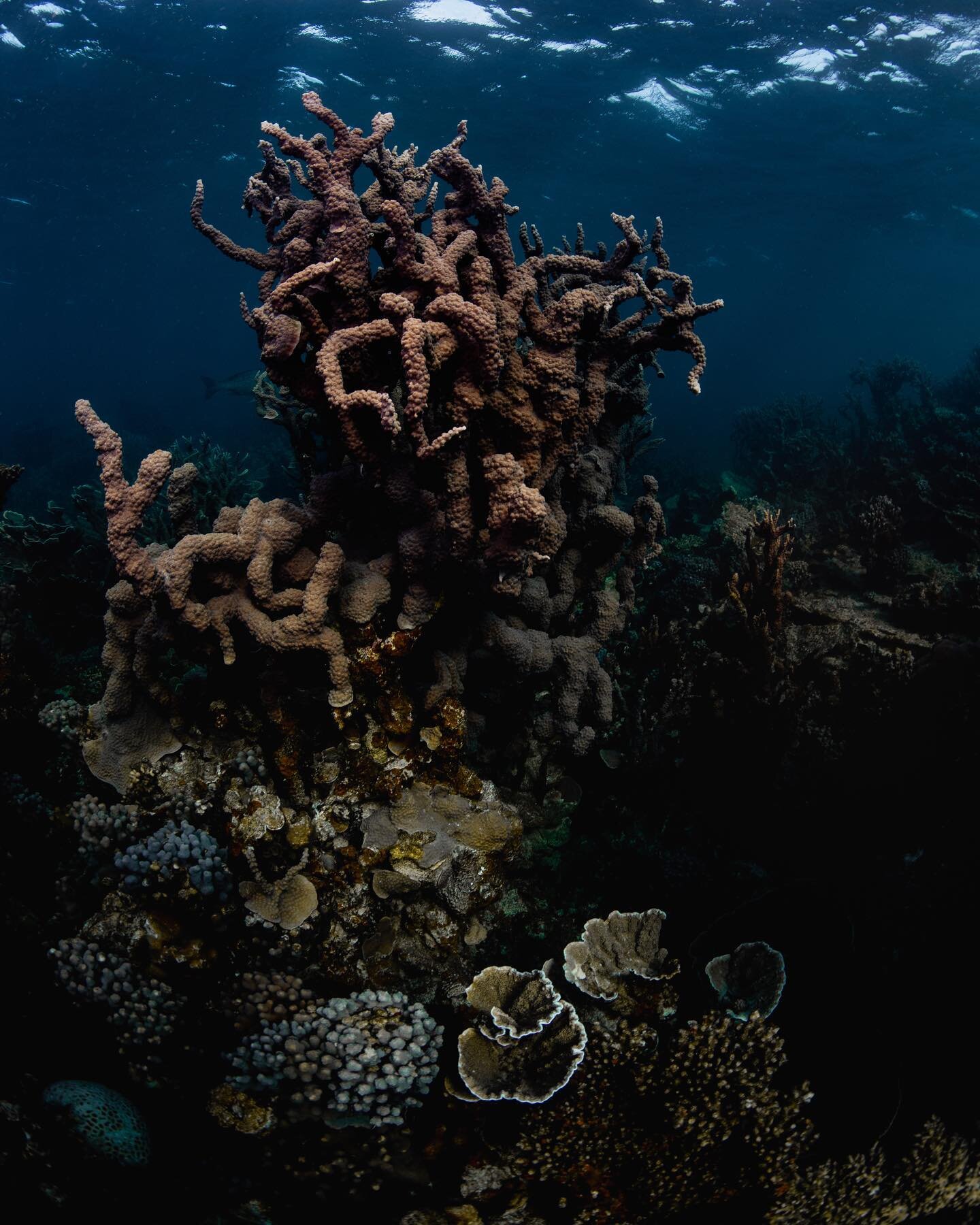 Coral Bay Gallery 👉🏽

I can only imagine how long these corals have been growing in the shallow protected waters of Coral bay. 

As evening sets the water gets darker and my strobe light allows more contrast and the colours of the coral pop a bit m