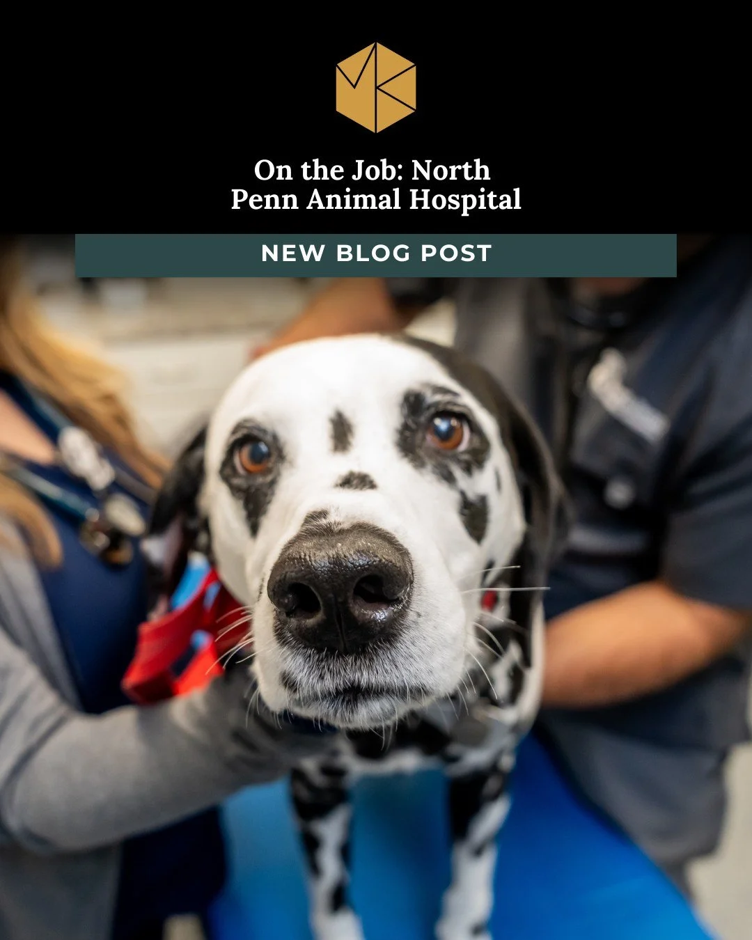 If you know one thing about me, you know I am a BIG fan of dogs. I am partial to boxers (I&rsquo;ve had five), but any dog is a good dog in my book. When North Penn Animal Hospital was working on a new website and updated brand and called ME to updat