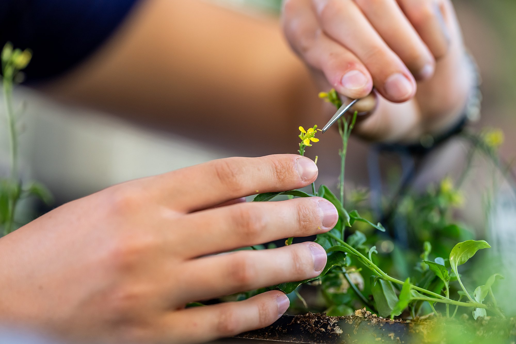 260427-plant-breeding-6442_WEB.jpg