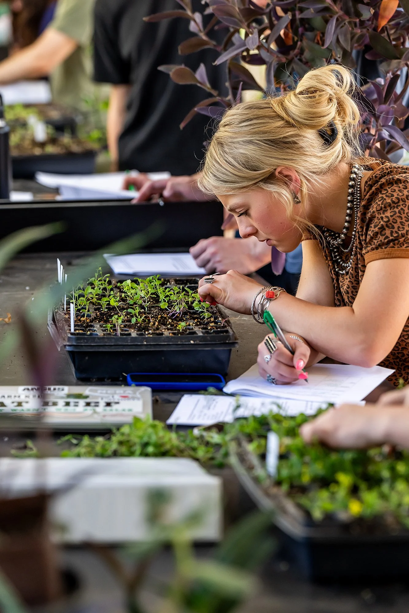 260427-plant-breeding-6244_WEB.jpg