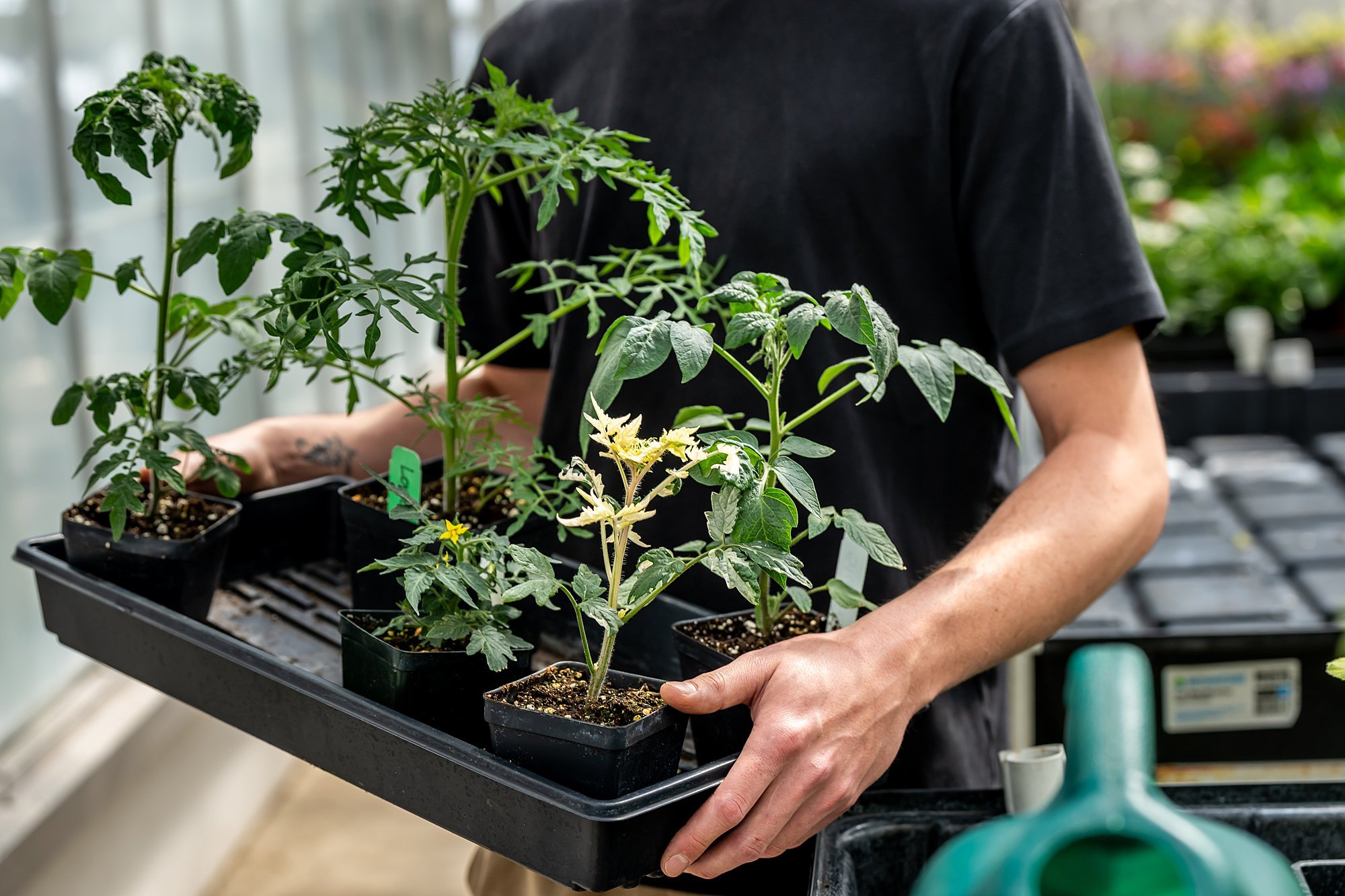260427-plant-breeding-6538_WEB.jpg