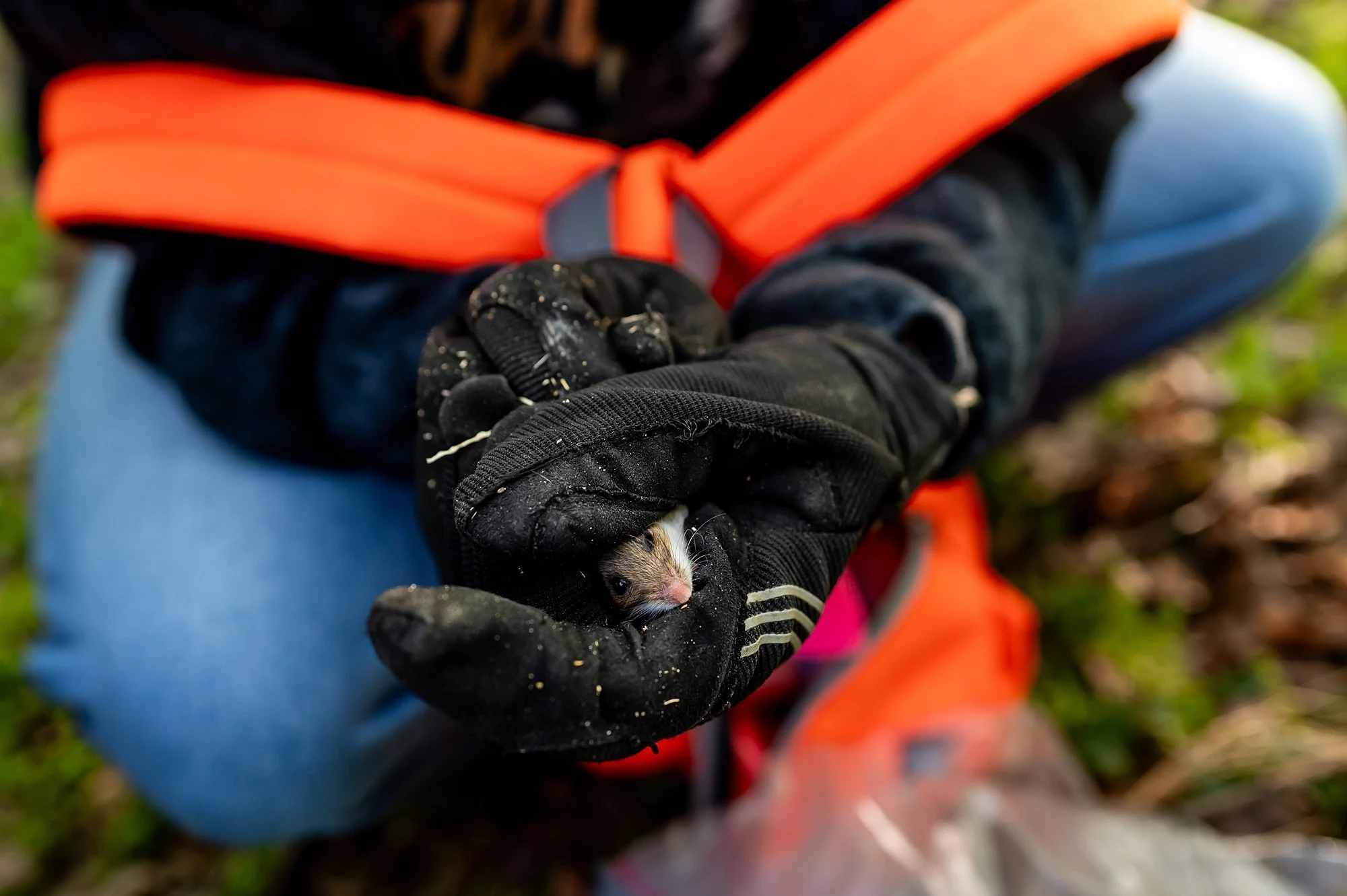 260423-small-mammal-4872_WEB.jpg
