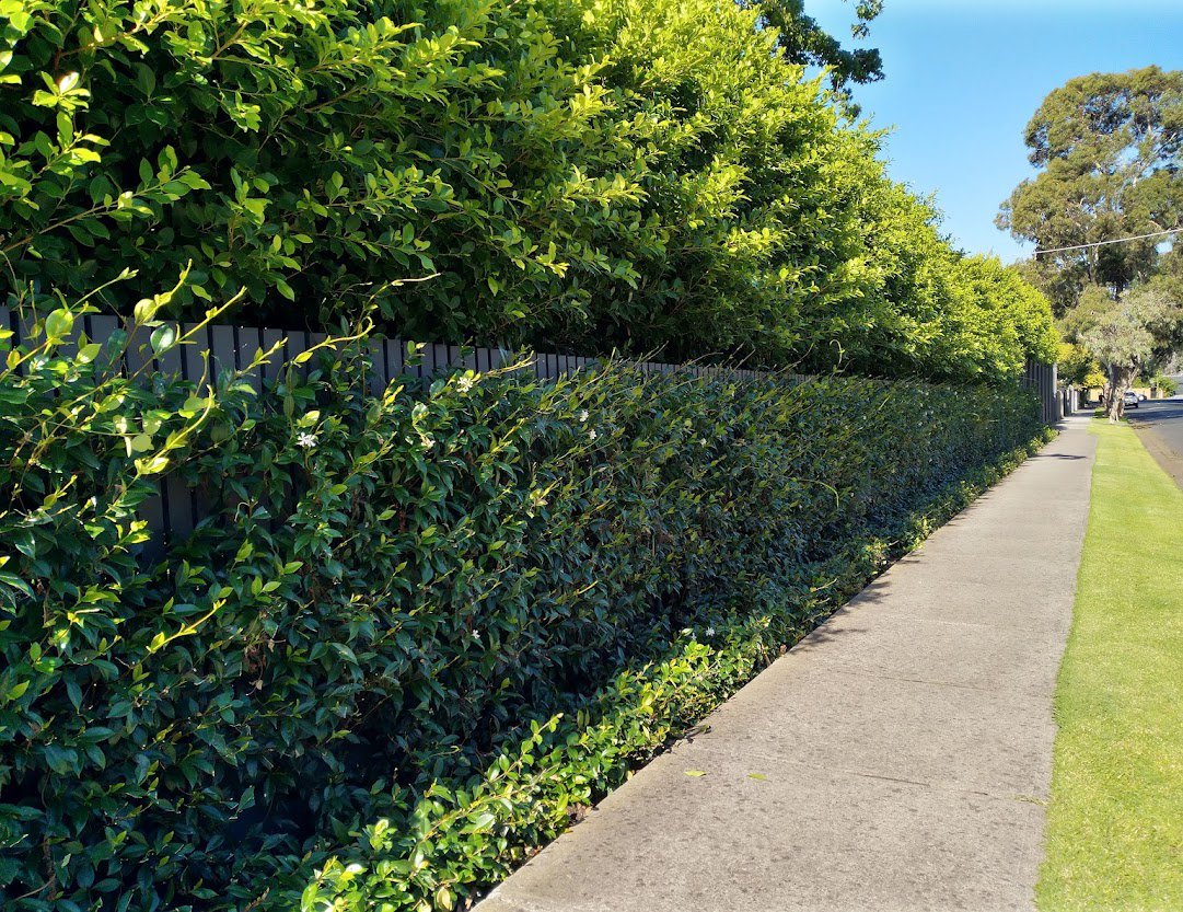 Jasmine, December 2021