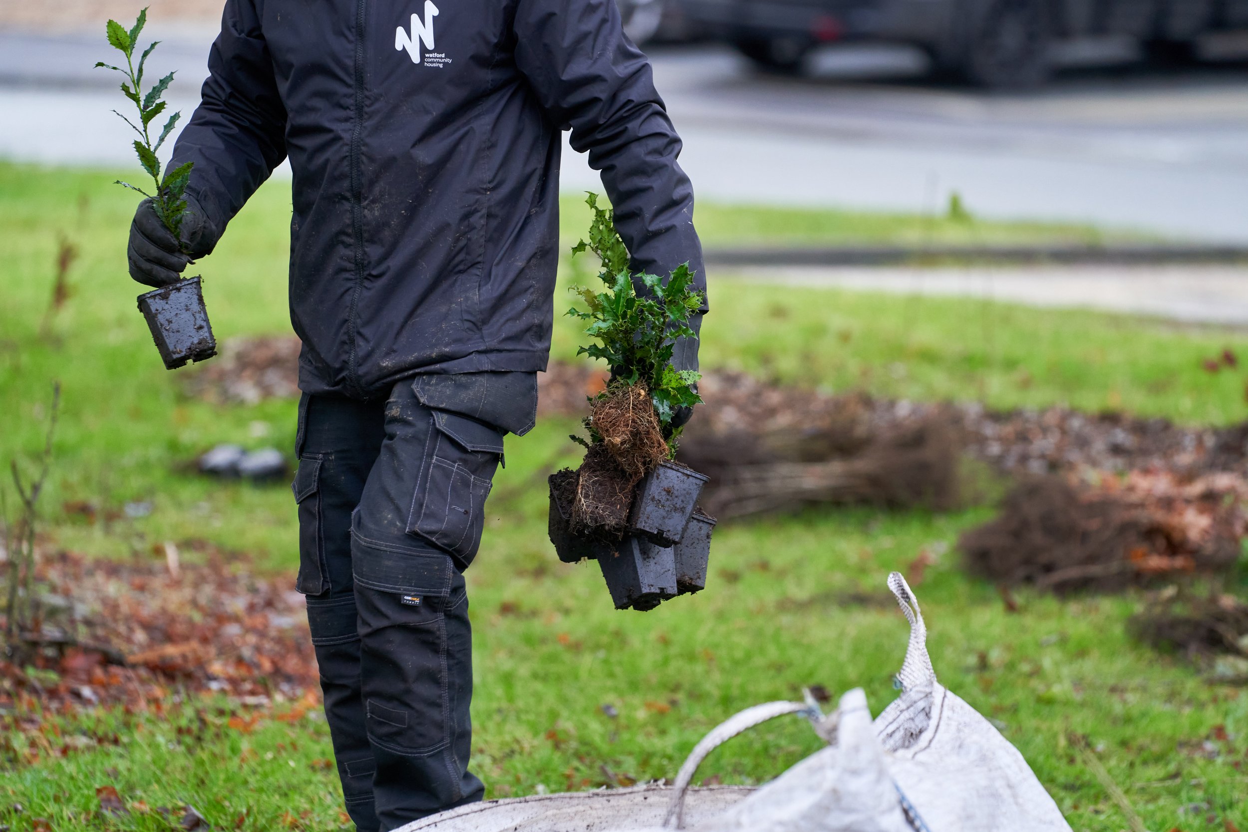 WCH_Hedge_Planting_SJ_029.jpg