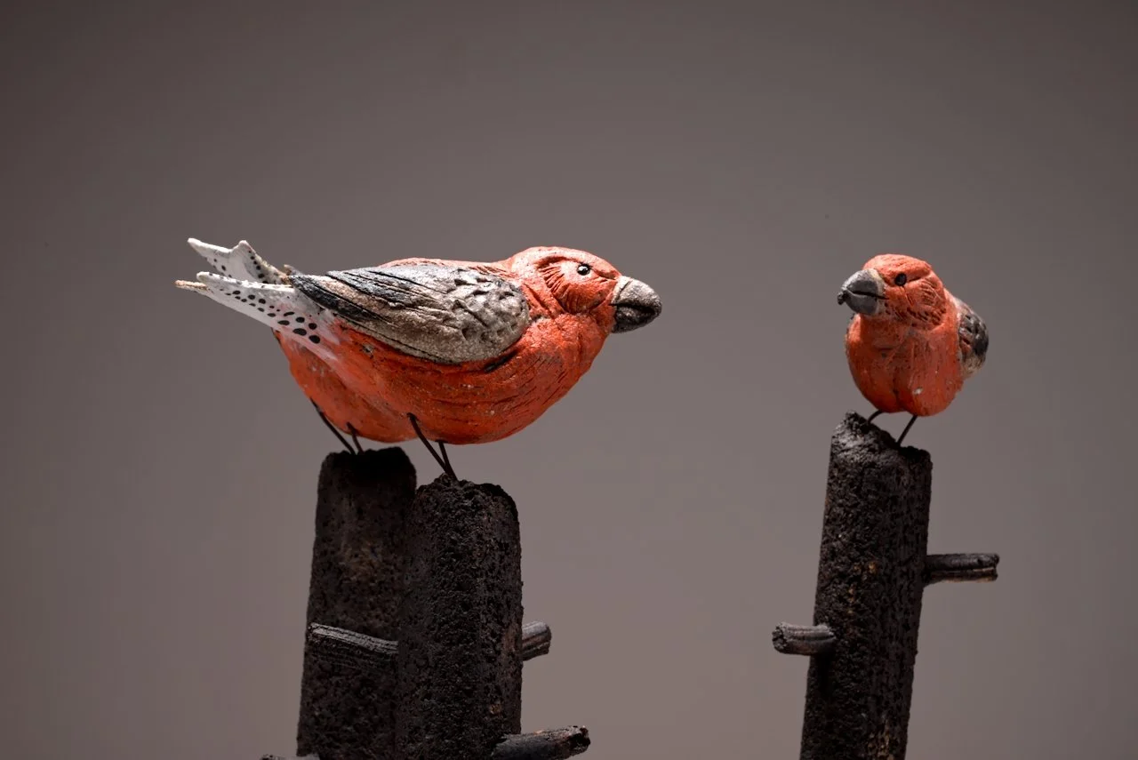 crossbills (14).jpeg