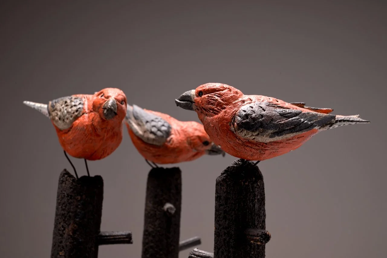 crossbills (15).jpeg