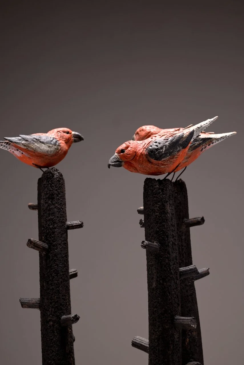 crossbills (10).jpeg