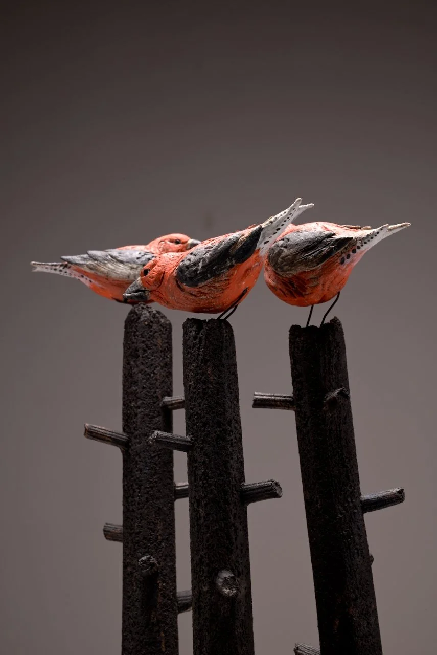 crossbills (11).jpeg