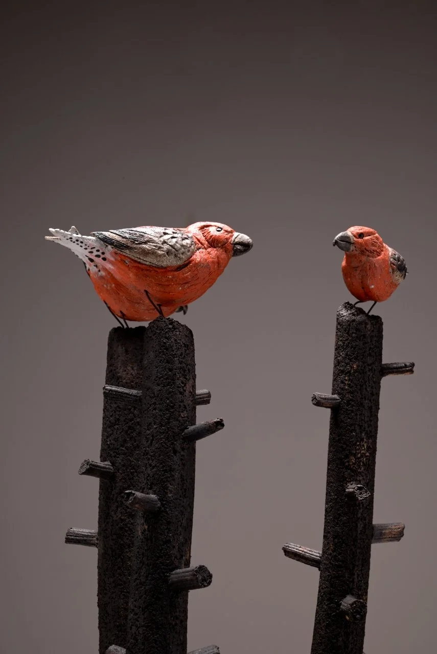 crossbills (13).jpeg