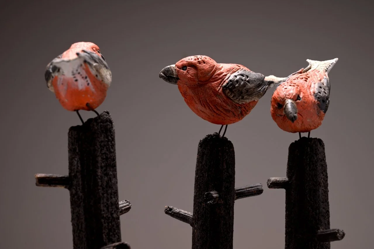 crossbills (16).jpeg