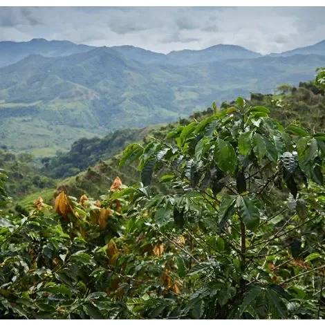 colombia-coffee--dulima-1_copy_5_2 (1).webp