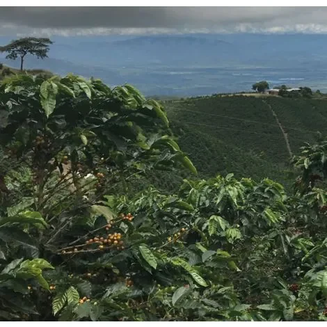 colombia-coffee--dulima-3_8_2.webp