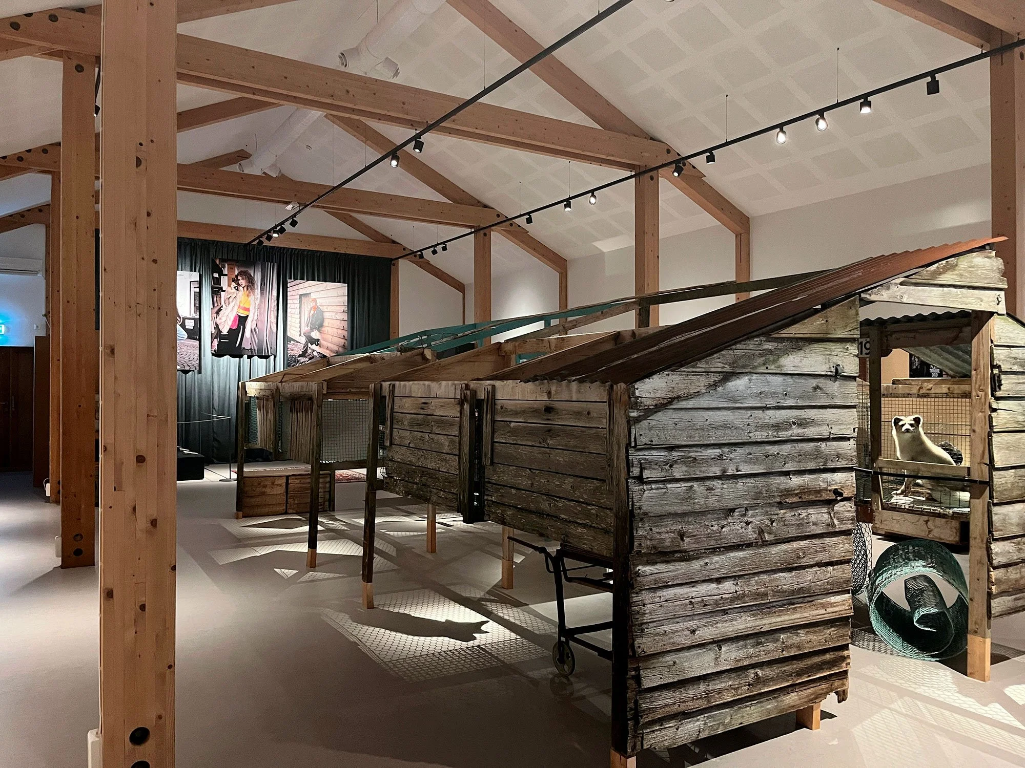Eit reveskur frå Barstadvik er sett opp i utstillinga Pelstid på Sunnmøre museum