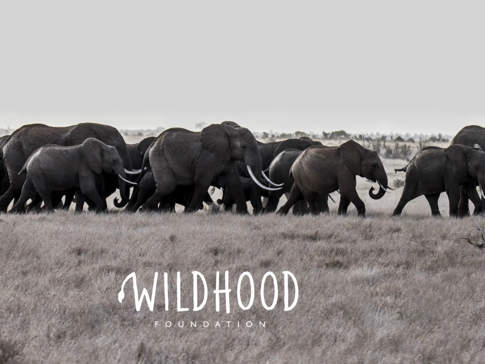 Wildhood Foundation