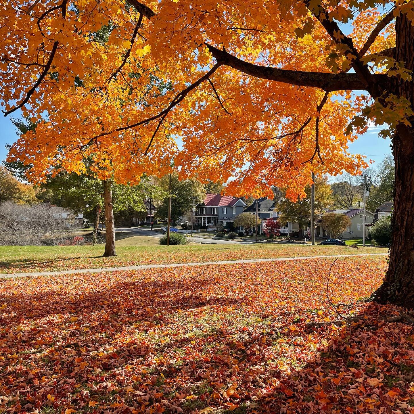 One of the best parks to enjoy all the colors of fall. 
#poplarlawnpark #fallcolors #centralpark #petersburgva #poplarlawnhistoricdustrict