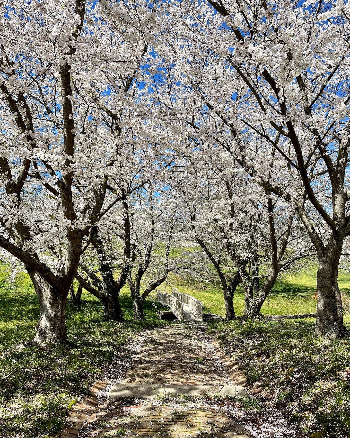 Spring time in poplarlawn. 
#poplarlawn #sping #historicdistrict #flowers #park
#cherryblossom #petersburgva