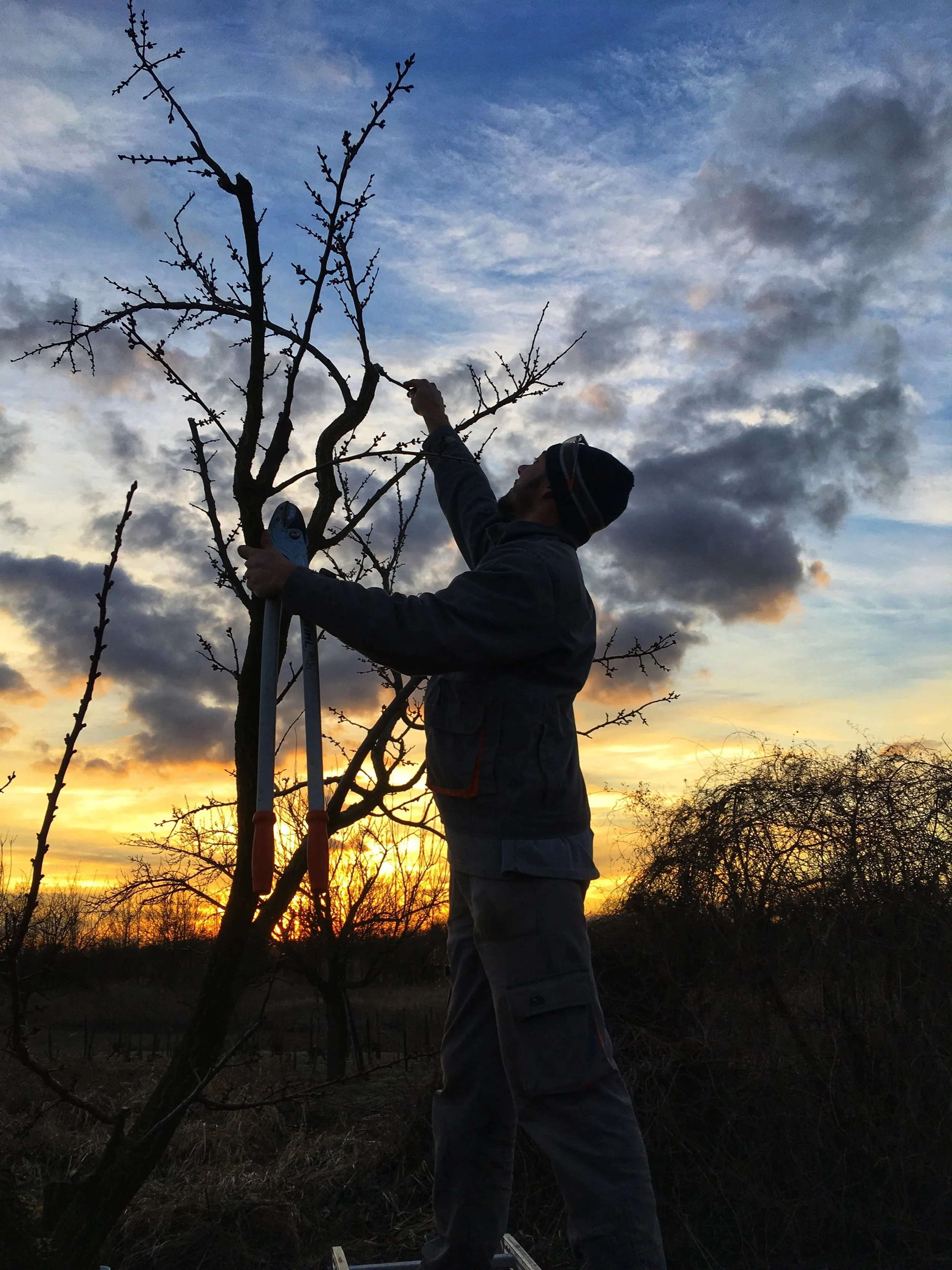 gyümölcsfa metszés