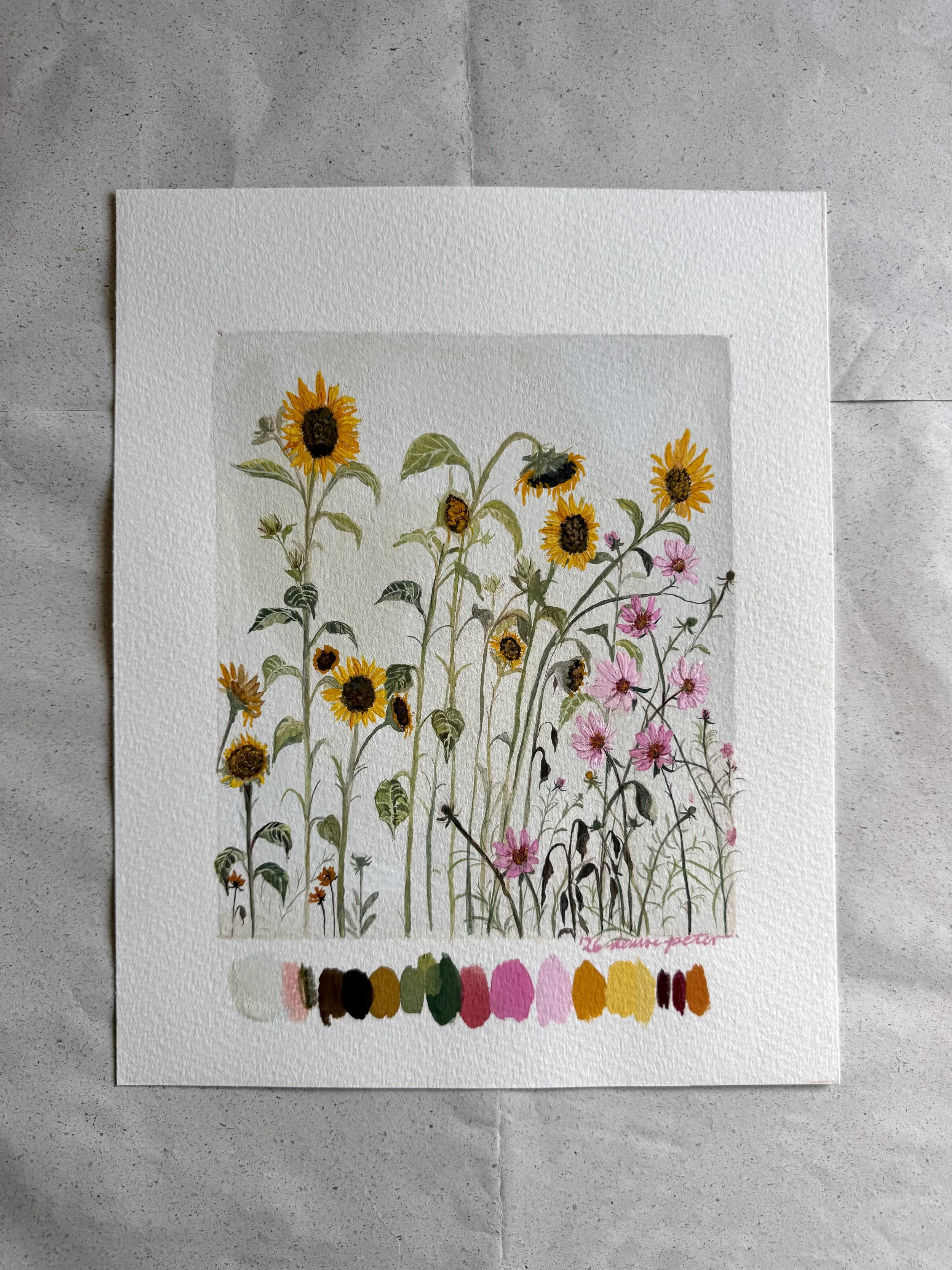 Helianthus annuus