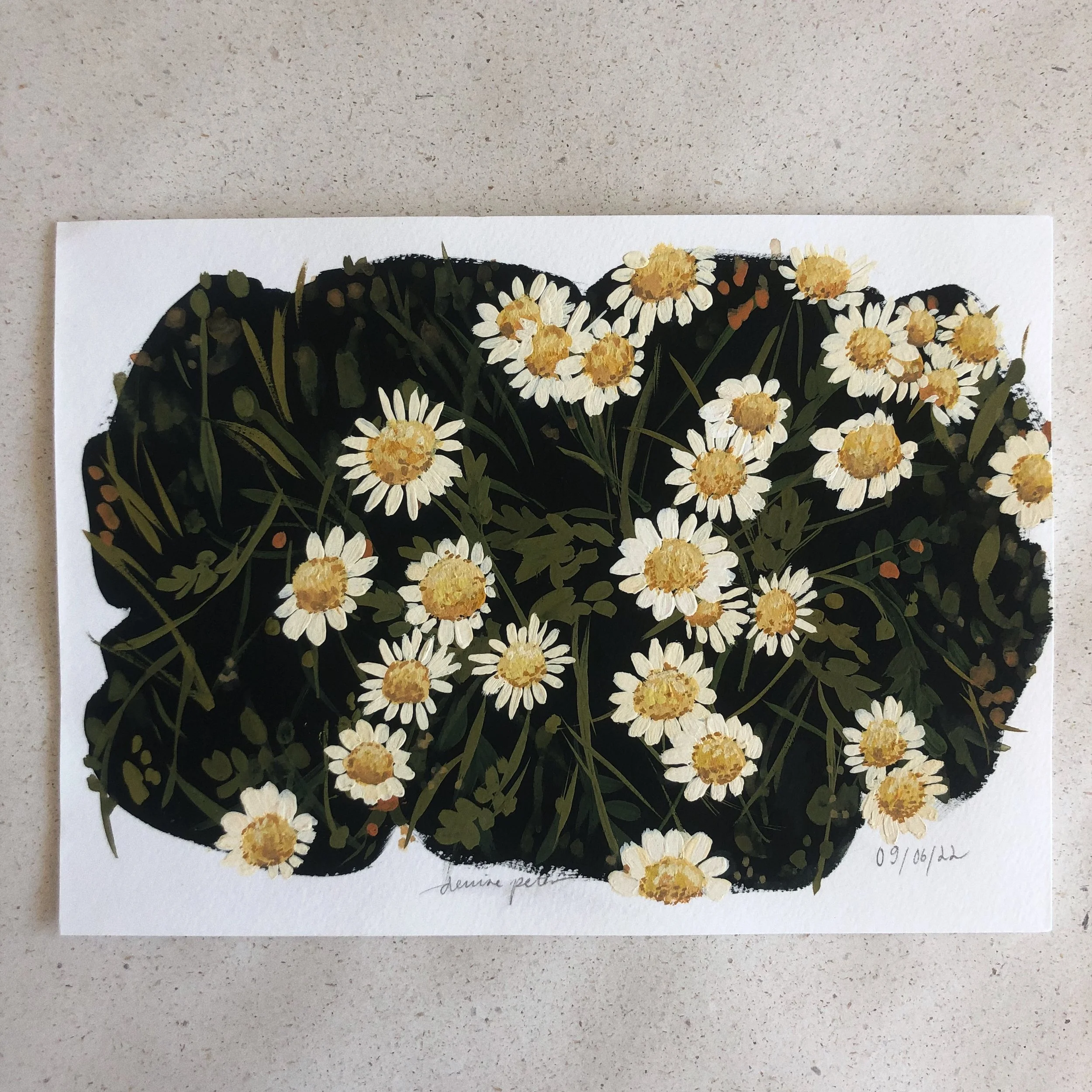 Leucanthemum vulgare, Wiesen-Magerite, ox-eye daisy