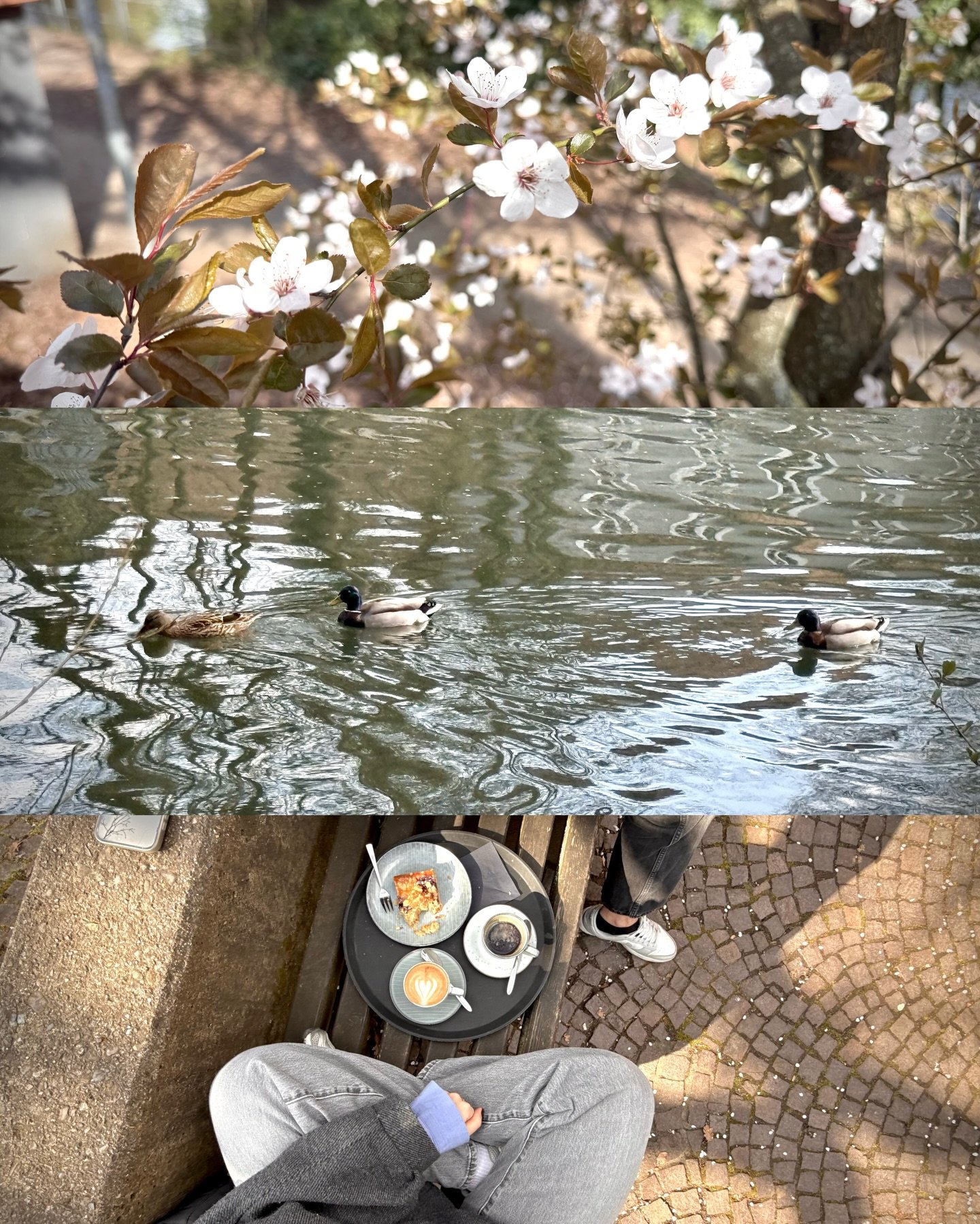 cherry plum trees, daisies, afternoon sun and coffee, ceramics and linocuts, it really did feel like spring the last couple of days.