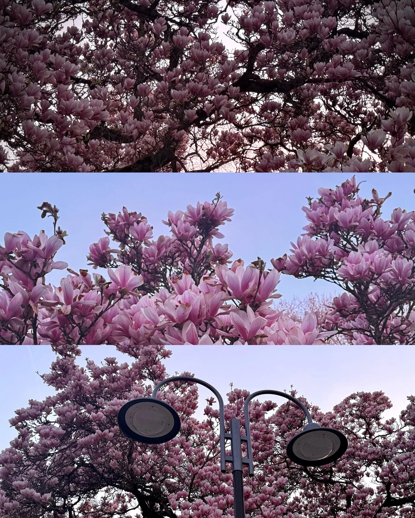 magnolia, violas and tulips, an early evening walk around the theatre, the sun slowly going down, raspberry ice cream and the anticipation of an upcoming holiday.