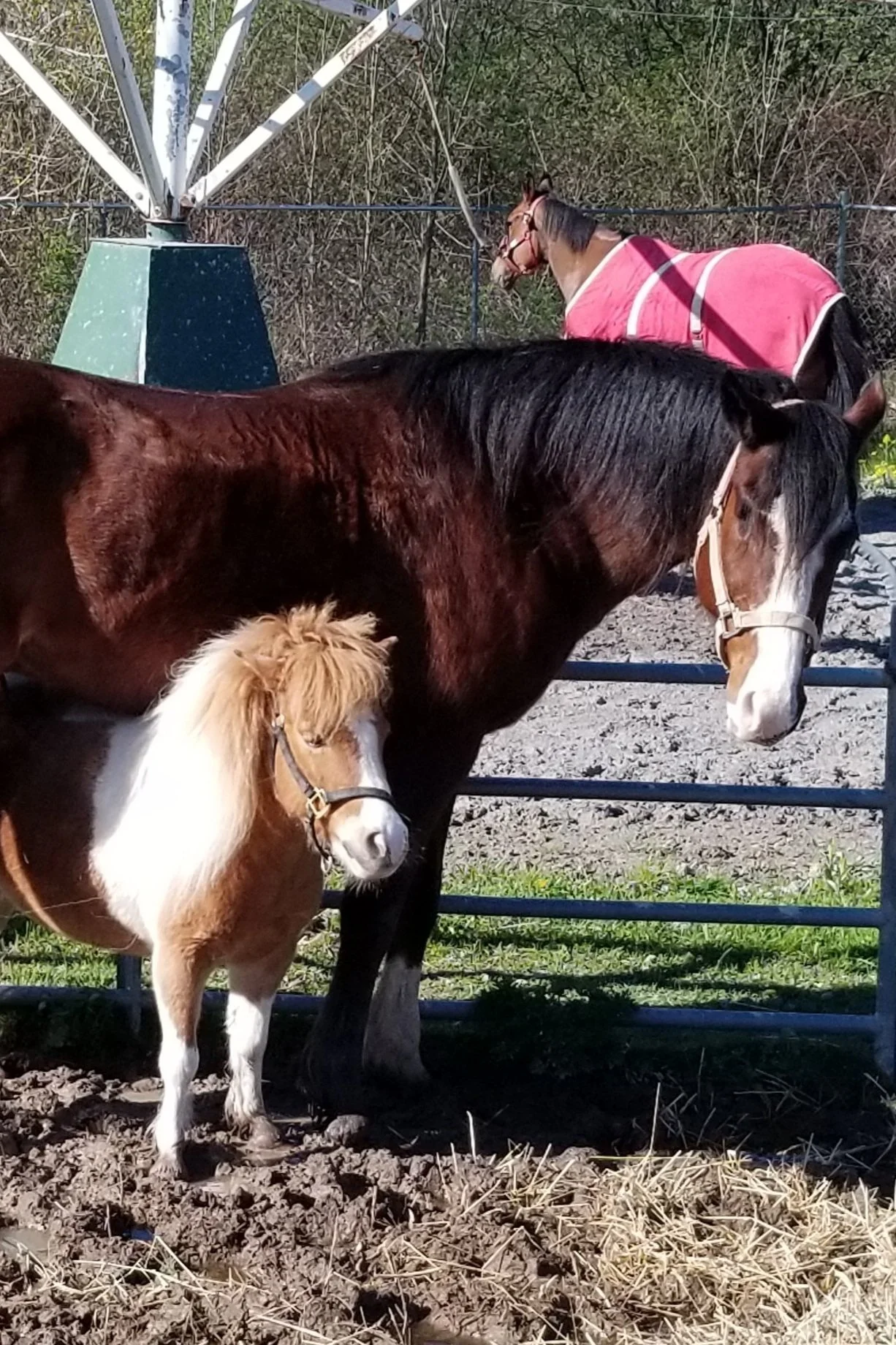 Preventive Medicine — Finger Lakes Equine Practitioners