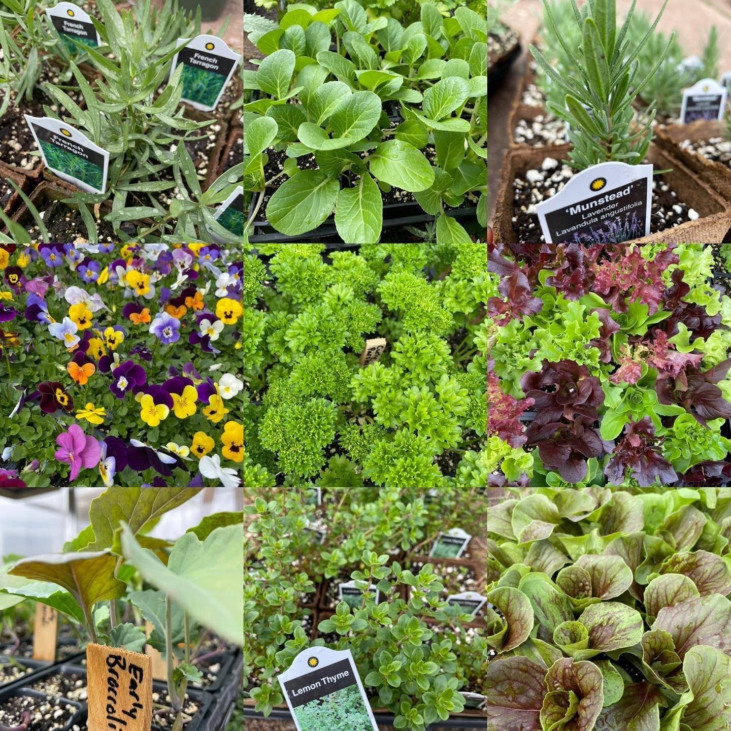 Have you got garden fever yet?? We&rsquo;ve got you covered for May planting. Lots of hardy veggies, herbs and flowers ready to go out! @antigonishfarmersmarket tomorrow **summer hours 8:30-1:00**