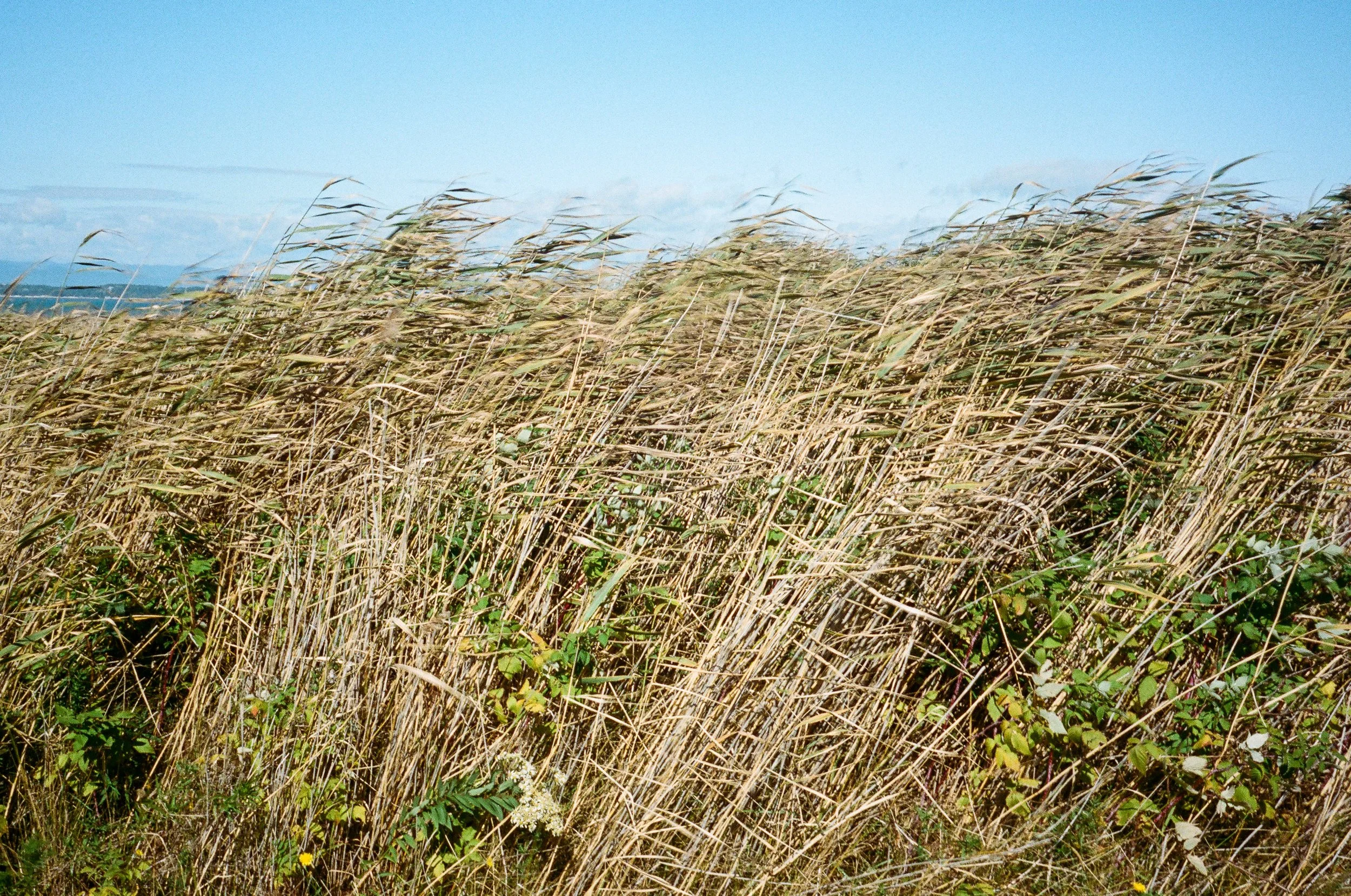 VoigtlanderBessaR_1oct2026-7.jpg