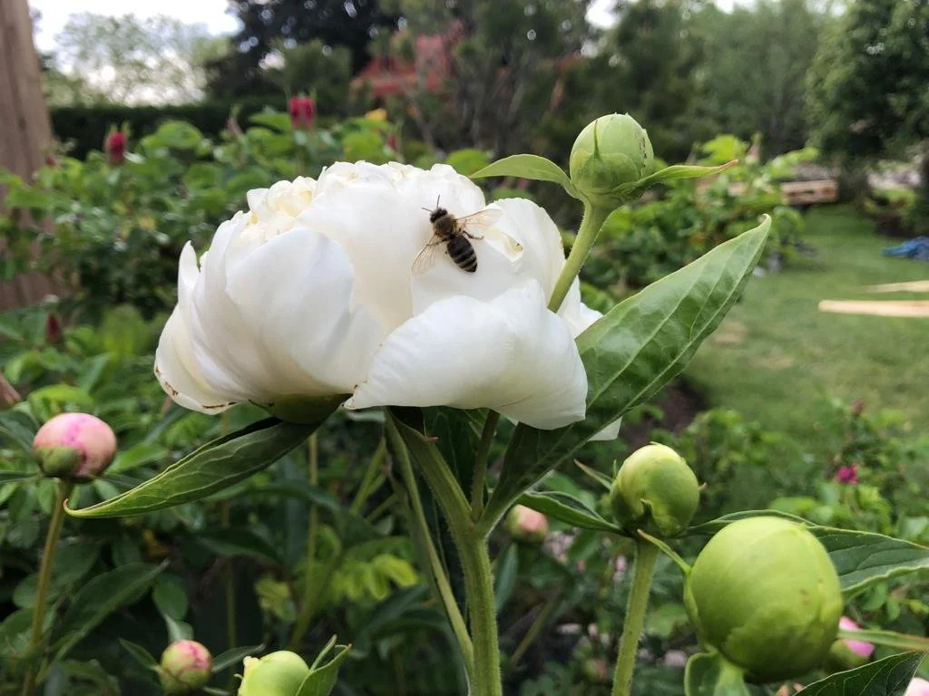 WhatsApp Image 2024-01-17 at 10.43.00 AM (1).jpeg