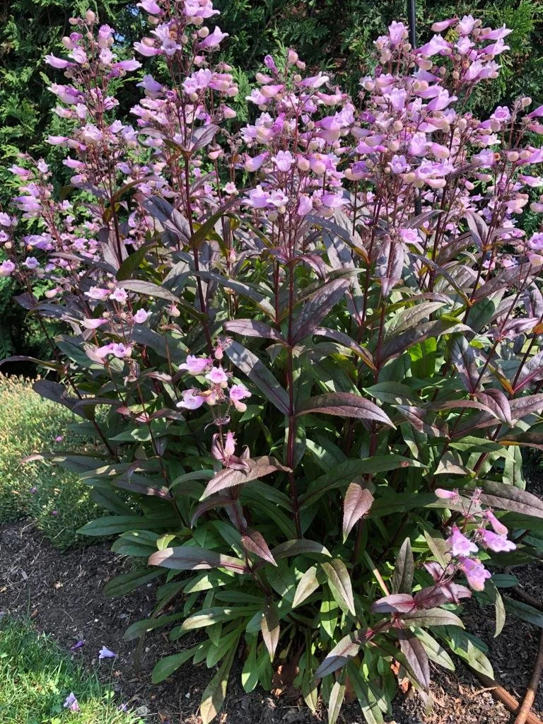 WhatsApp Image 2024-01-17 at 10.57.18 AM (7).jpeg