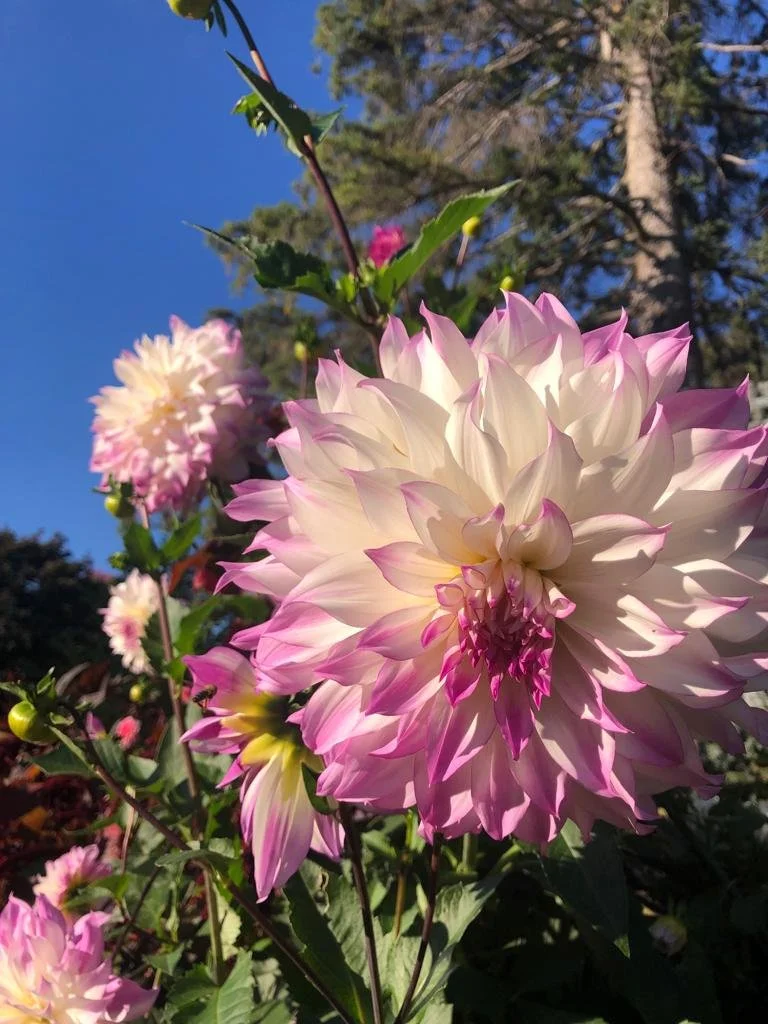 WhatsApp Image 2024-01-17 at 11.27.07 AM (3).jpeg