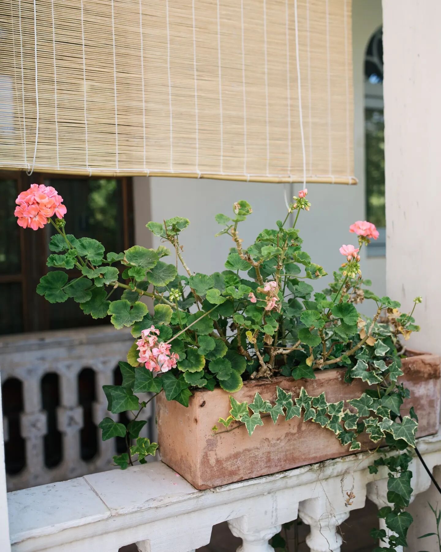 baking is in, billionaires are out. a geranium in spain