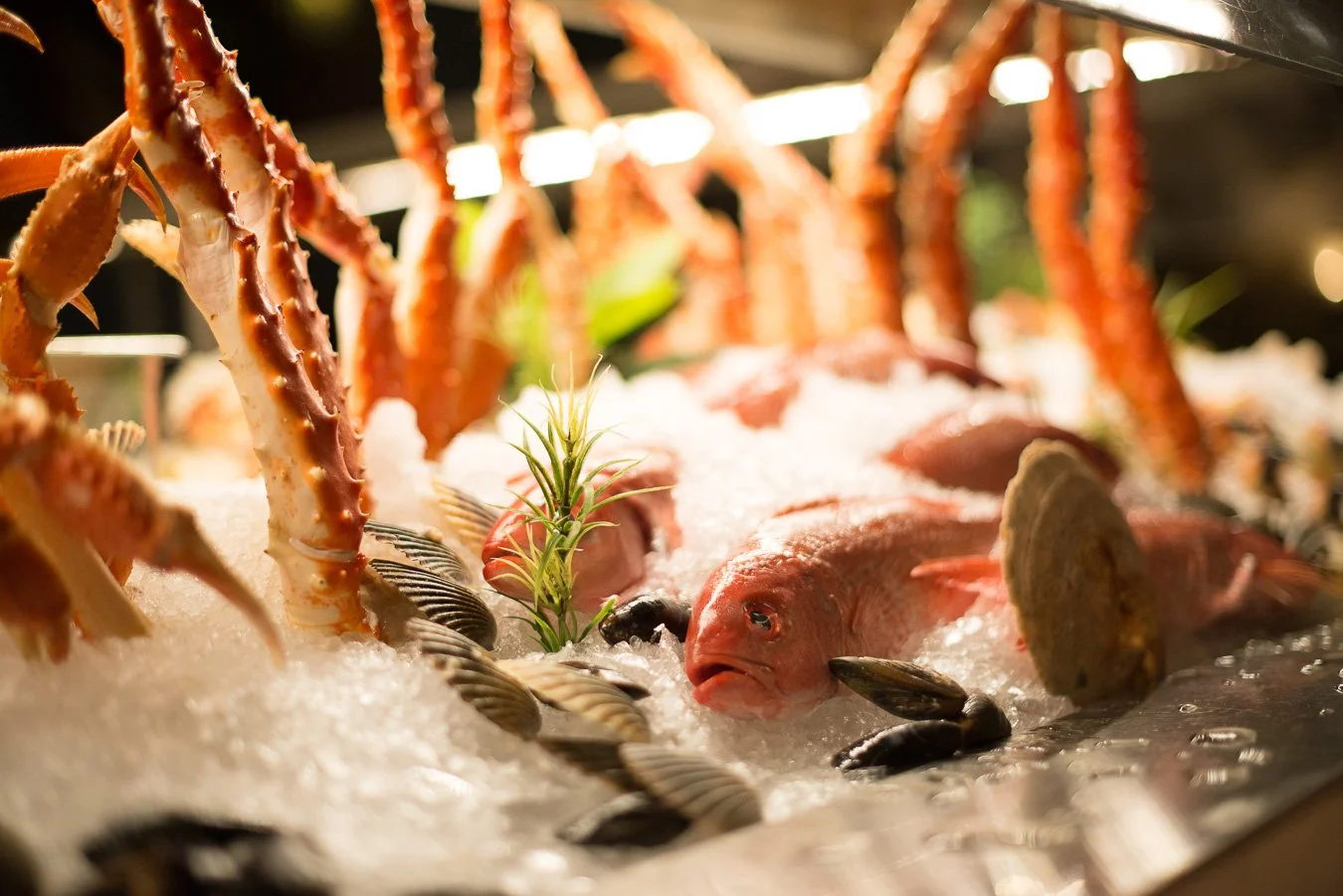 Crab & Fin Restaurant Sarasota St Armands.