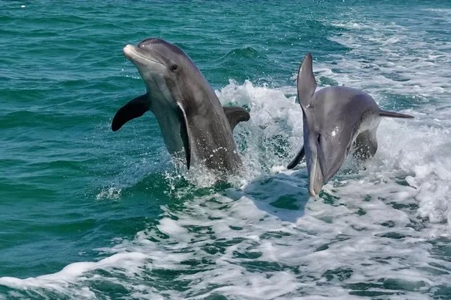 Dolphin Tour Anna Maria Island