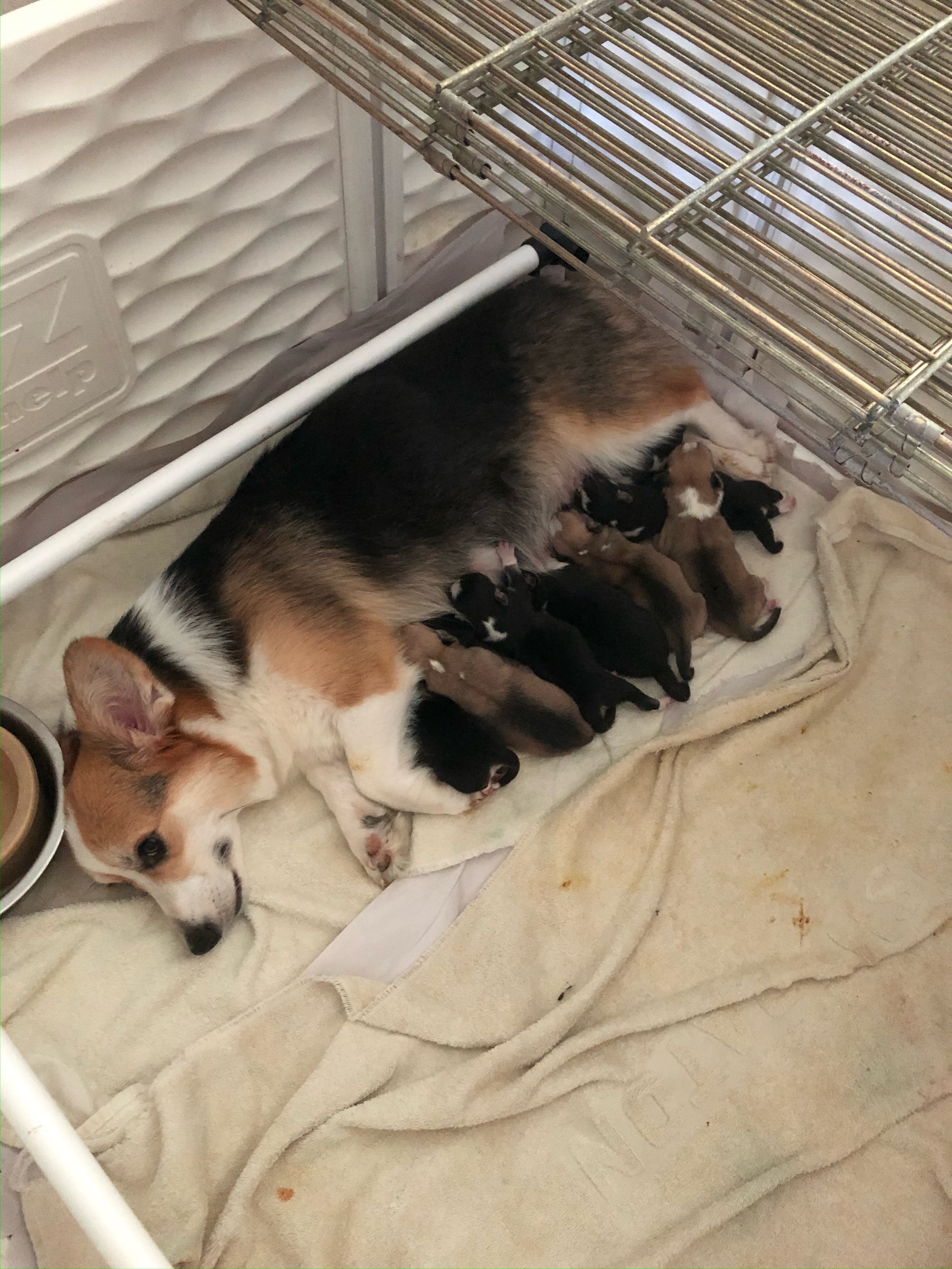 Callie with her pups
