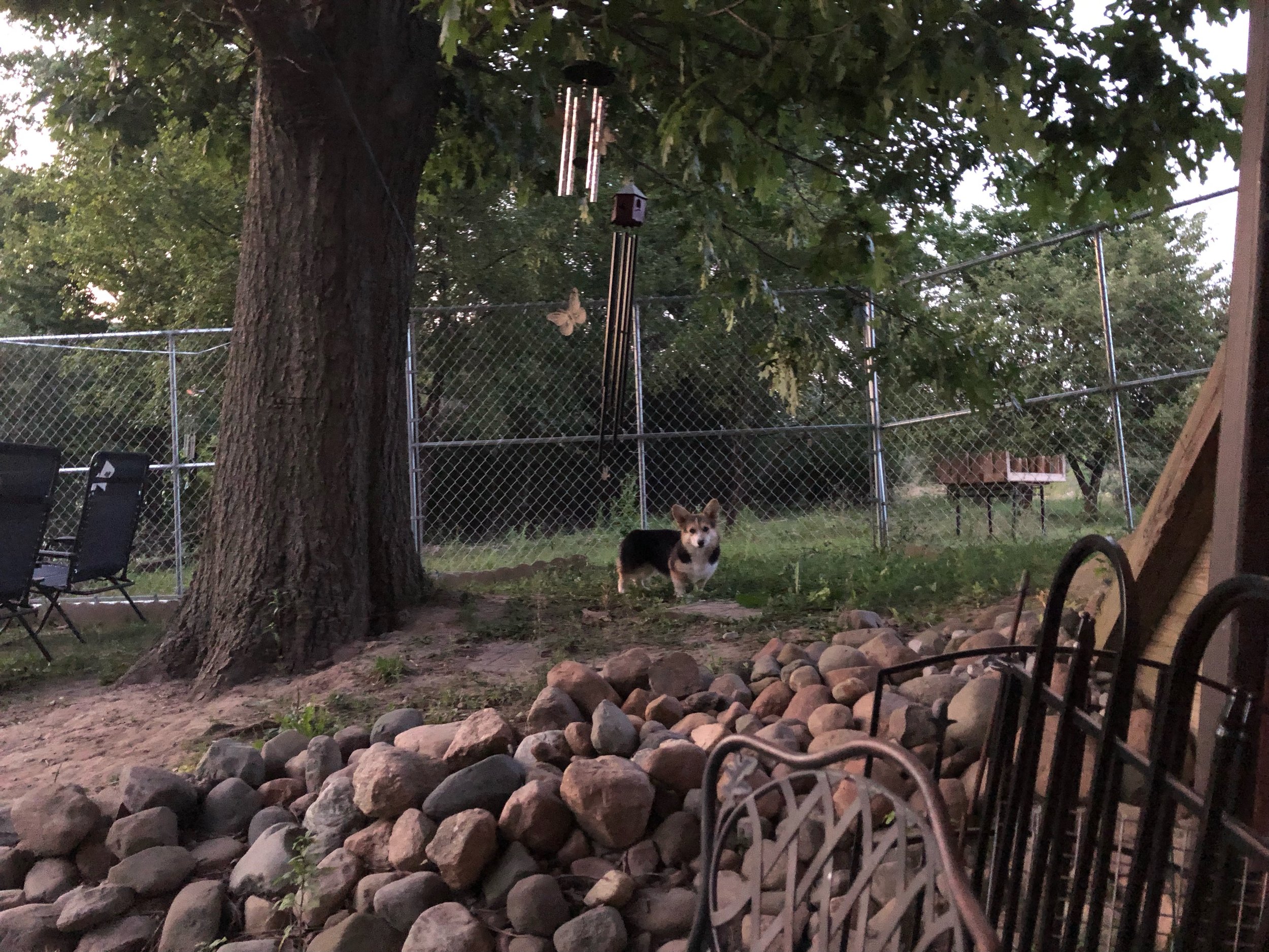 Mollie checking for squirrels 