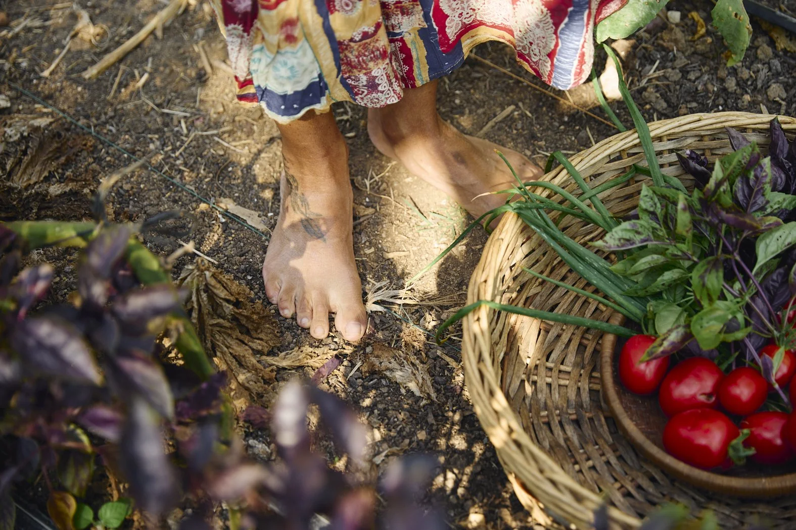 Pés de uma pessoa plantar tomate em uma horta ao sol, com uma cesta de tomates maduros e plantas ao redor.