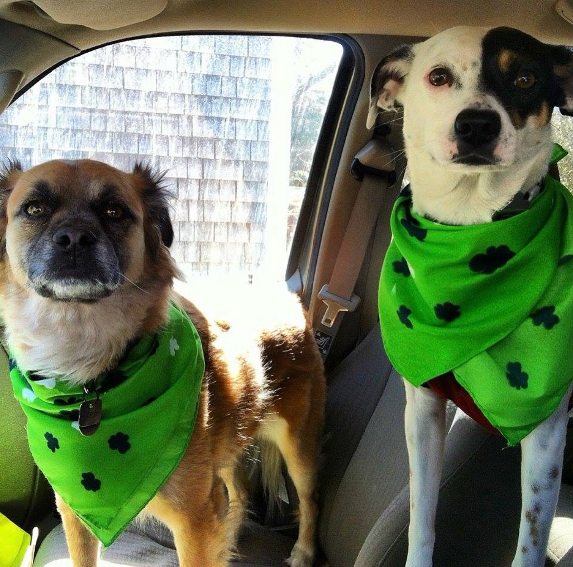 Hot tip announcement! The Annual Shamrock Run is back at Cisco - Saturday, March 21

LINEUP:
9:30am Late registration at Cisco Brewers
10:30am Kids races and face painting
(free with signed waiver)
11:00am ShamRock run and walk
4 miles to support @ni