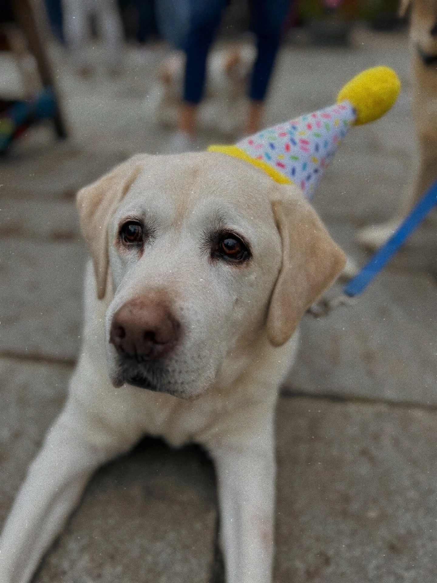 It&rsquo;s a dogs life at Cisco. From party animal to the after party 🎂 Swipe to see the full arc of a perfect birthday party in the beer garden. Who said 4 legged friends can&rsquo;t have a birthday out on the town? Not us. Dogs always welcome. 

#