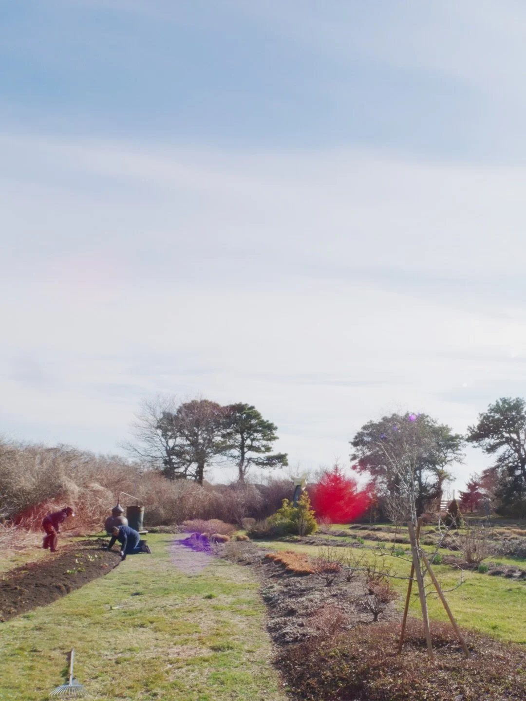 Springtime on property looking like Golden Hour all week. 

#flowerpower #springtime #springbreak #nantucket #craftbeer