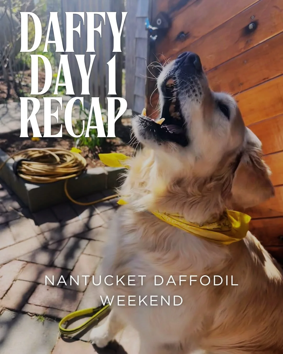 Everyone really turned out for day 1 of Daffodil Weekend. 
Fits were impressive. Dogs came out dressed and ready to go. Let&rsquo;s see who takes the crown when all is said and done. More to come.

#daffodils #nantucketdaffodilfestival #ackdaffy #dan