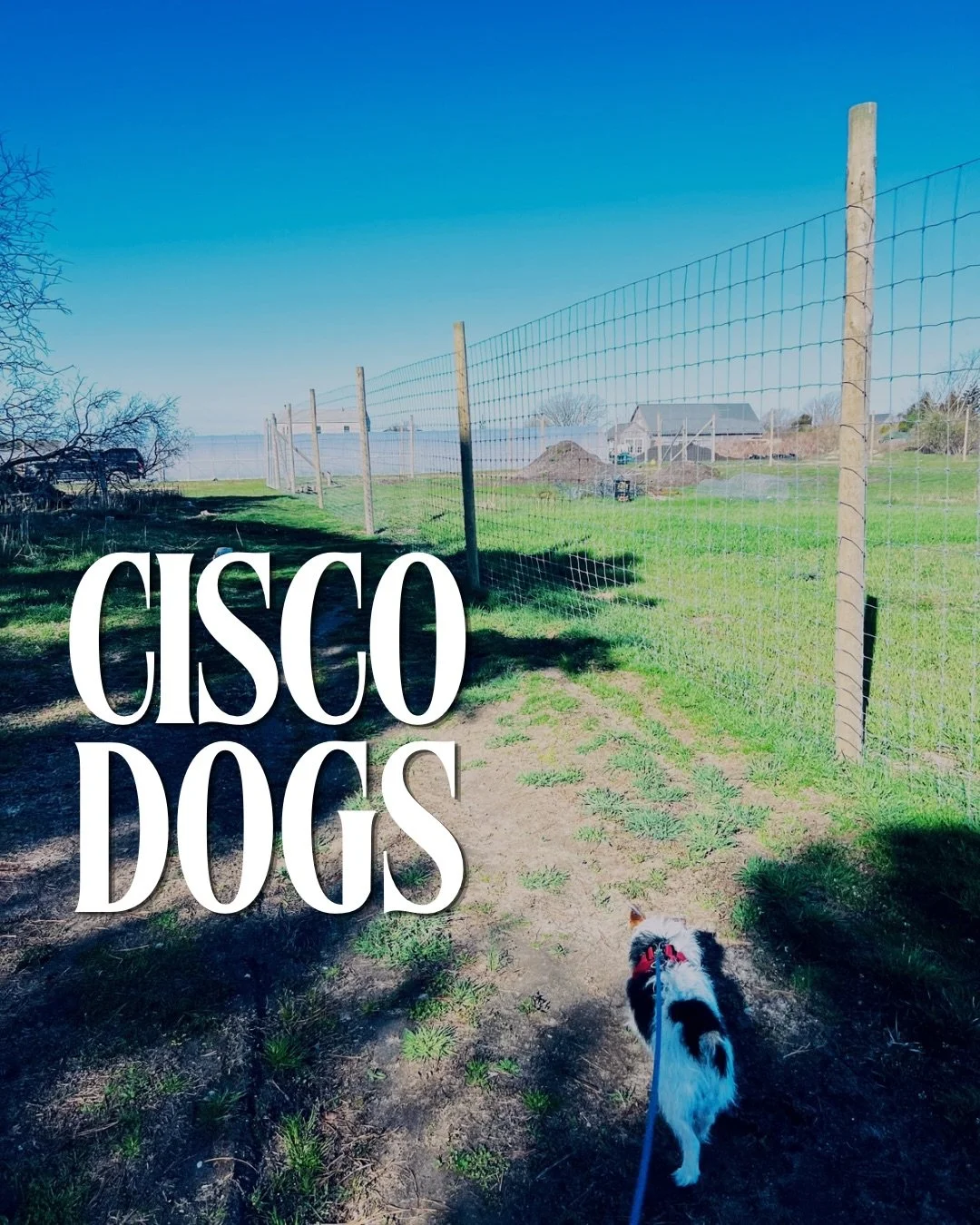 We may just be a fashion runway for dogs and also happen to serve beer, wine and spirits on the side. True? 

#dogsofinstagram #dogslife #doglover #craftbeerlover #westminsterkennelclub