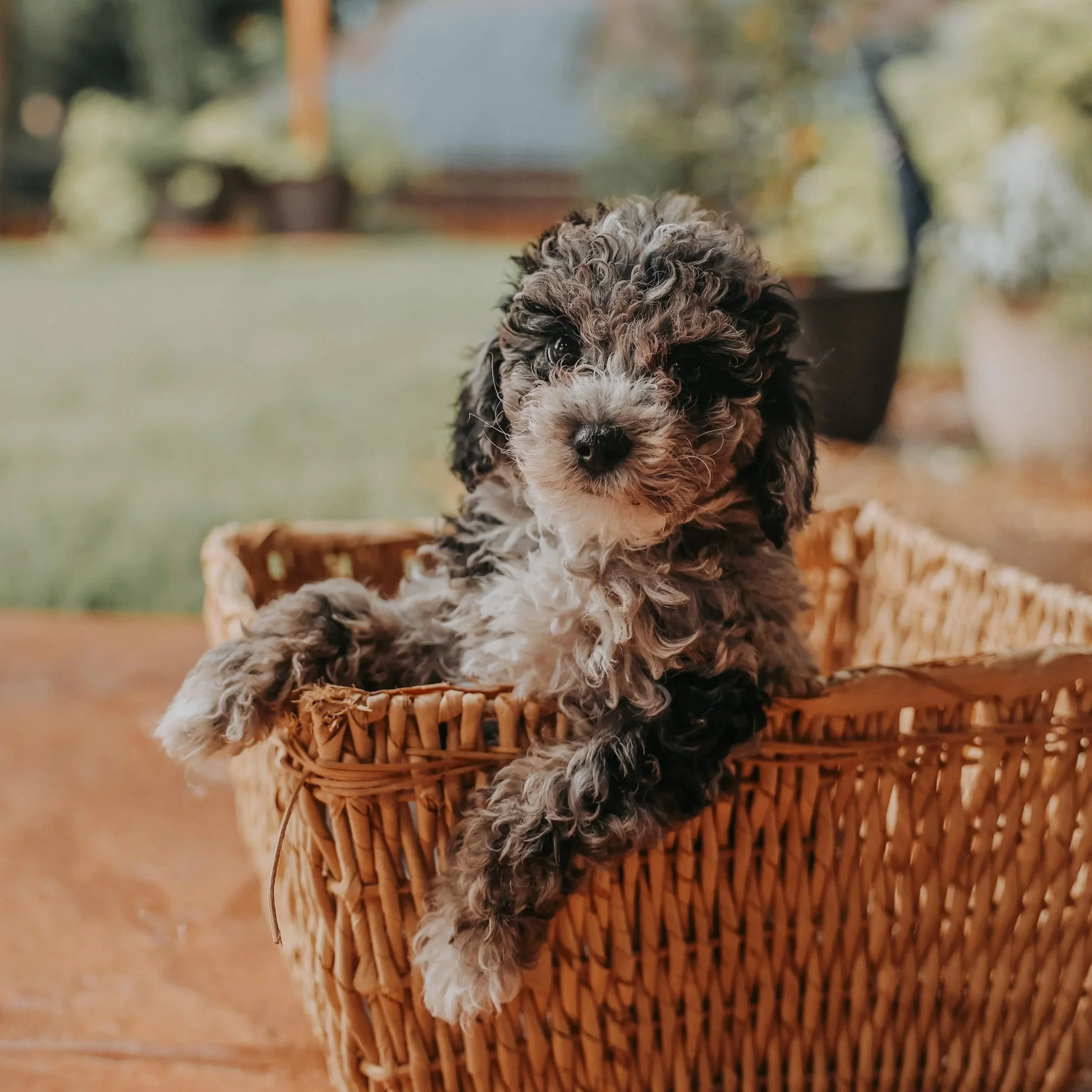 Orange Boy - Goldendoodle