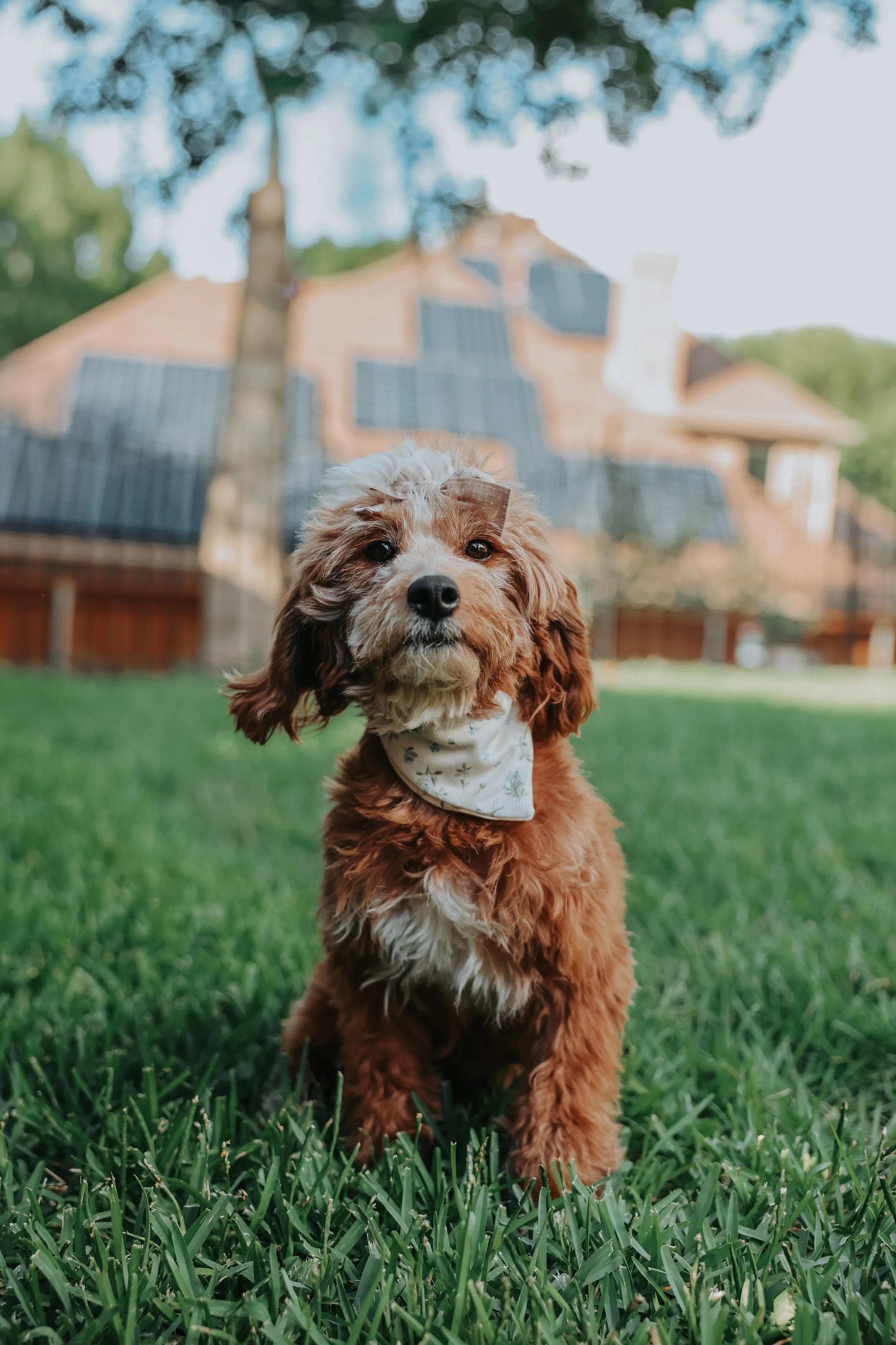 A small, light brown dog with floppy ears and a white patch on its forehead standing on a grassy area with some fallen leaves.