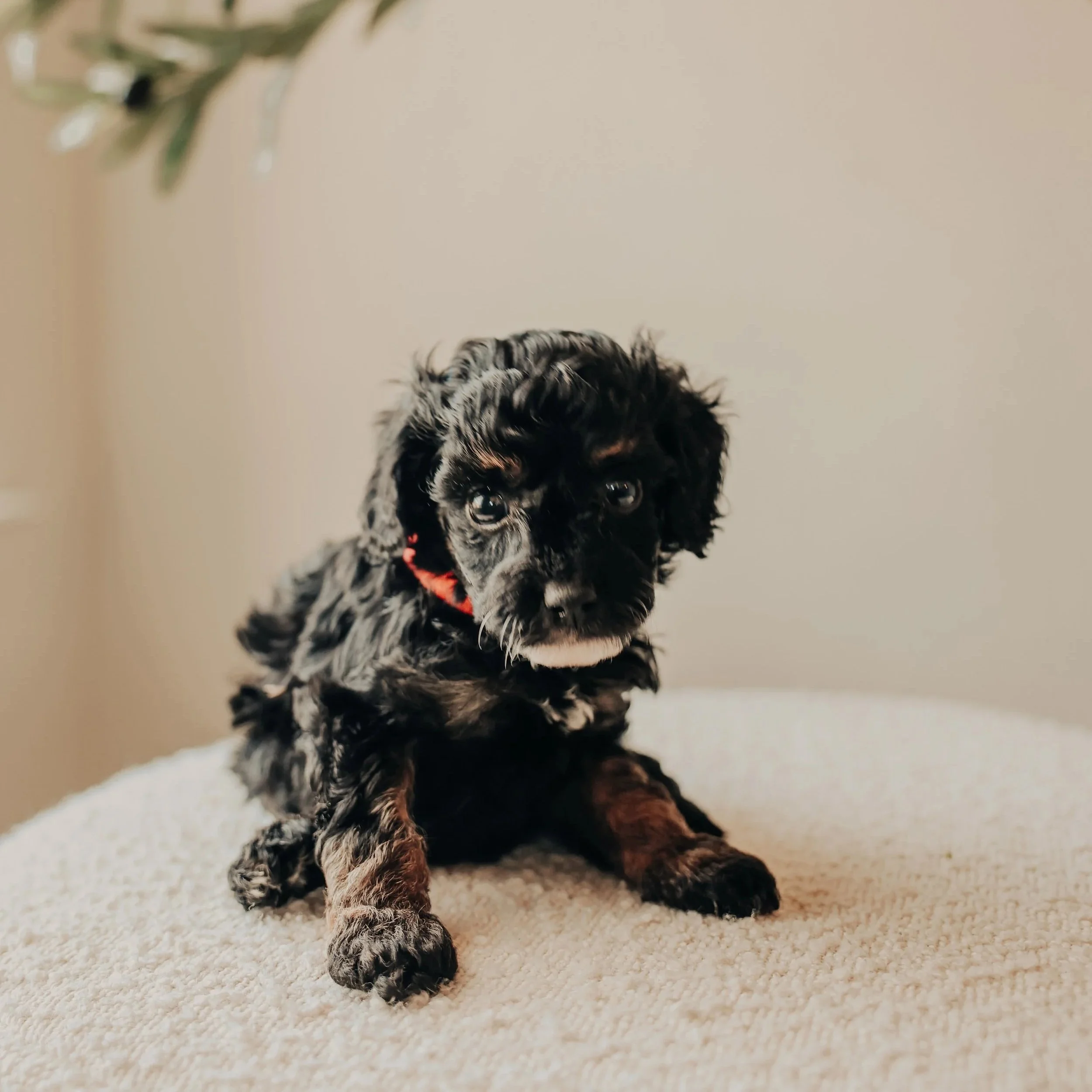 A cute black and brown puppy with a white patch on its chest, sitting on a soft beige surface. The puppy has floppy ears, expressive eyes, and a red collar.
