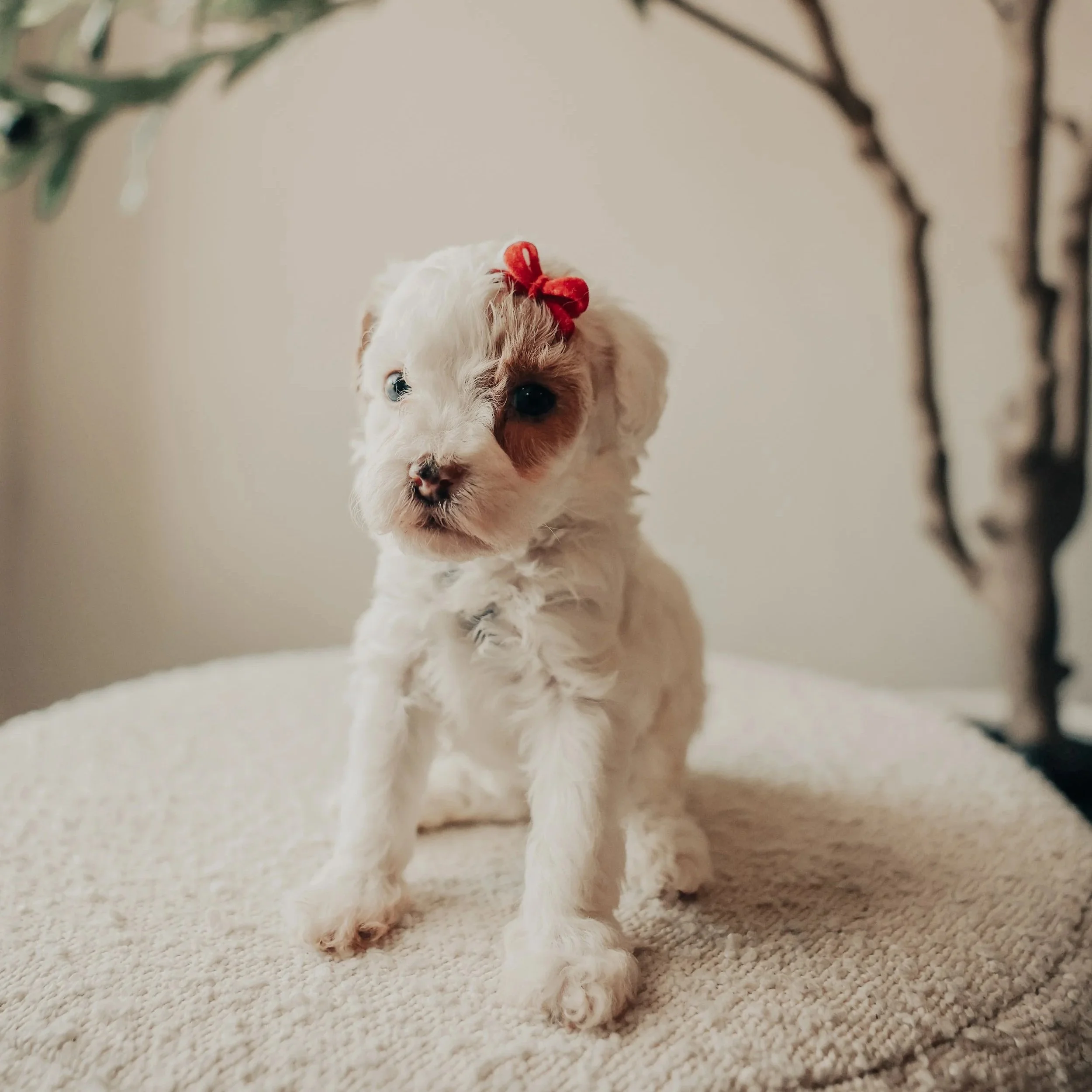 A small white puppy with brown and black markings on its face, wearing a red bow on its head, sitting on a textured cream-colored surface.