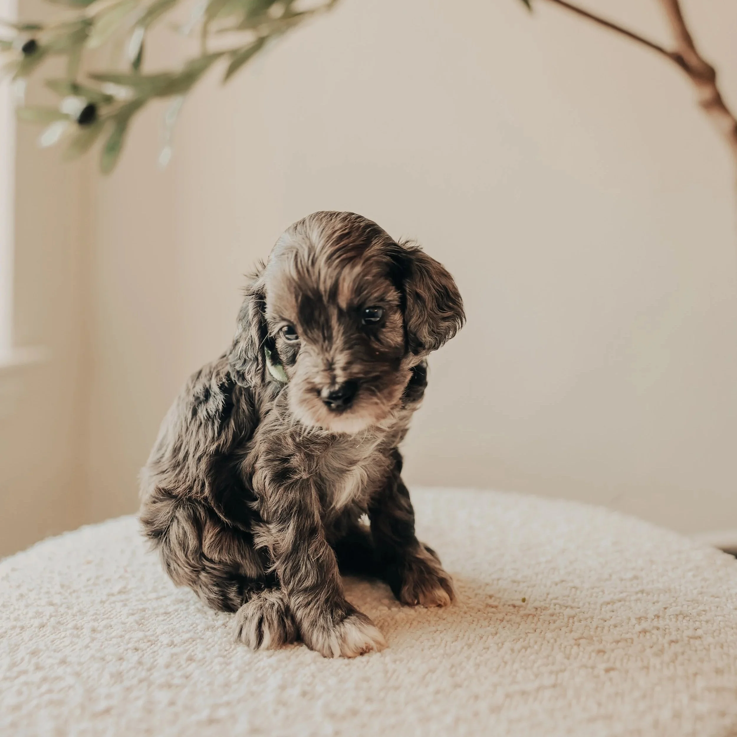 A cute, small, gray and white puppy sitting on a soft, cream-colored surface.